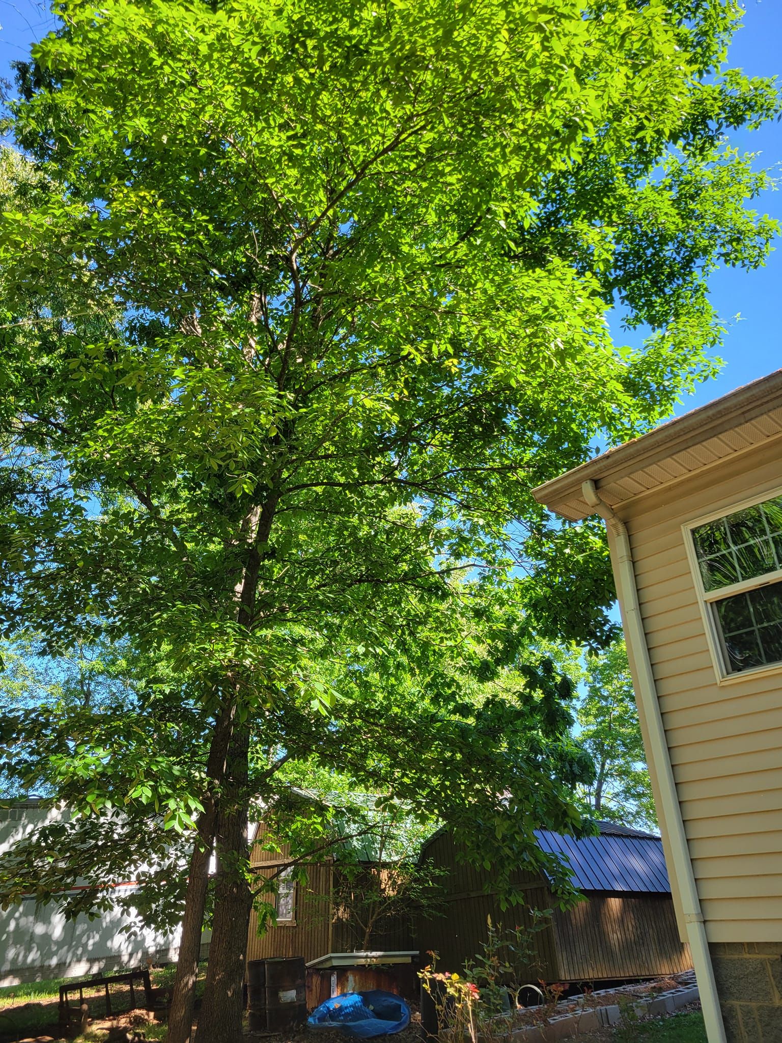  for Red Roosters Tree Services in Bedford, VA