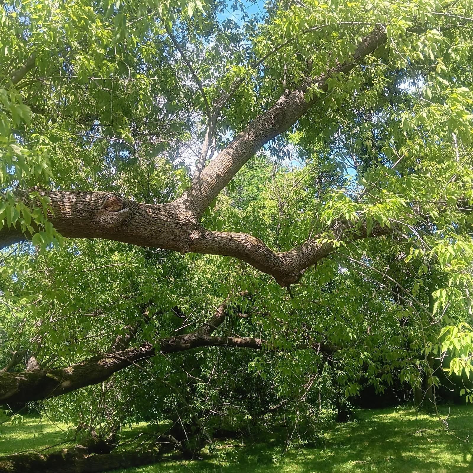  for Rockford Tree Specialist in Rockford, MN