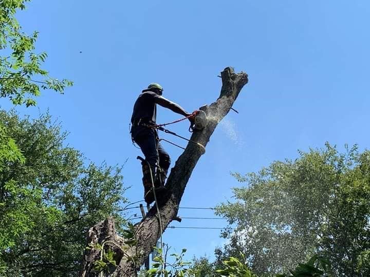 Tree Removal for Tree2Tree Tree Service in Sherman, Texas