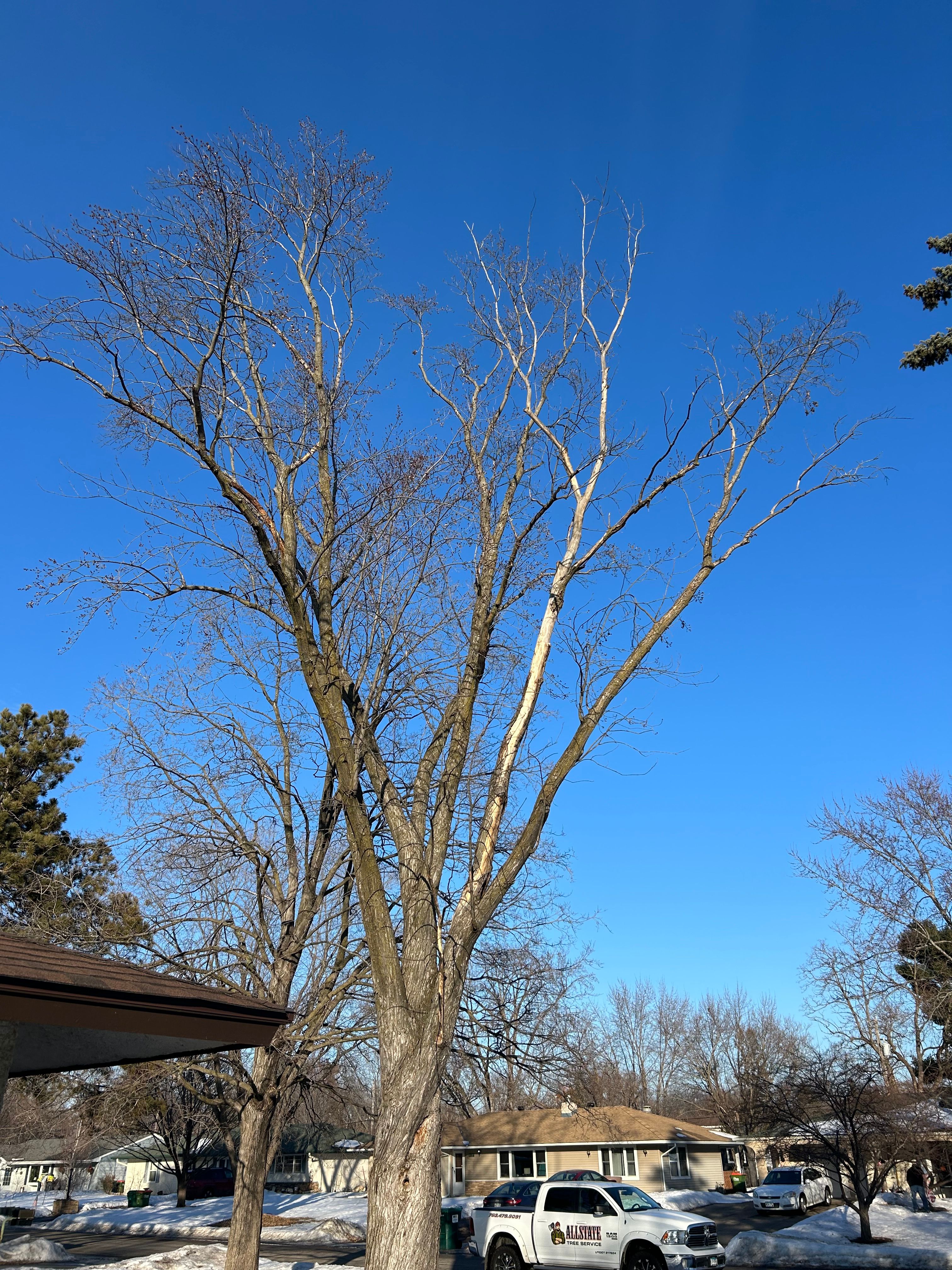 All Photos for Allstate Tree Service and Crane in Spring Lake Park, MN