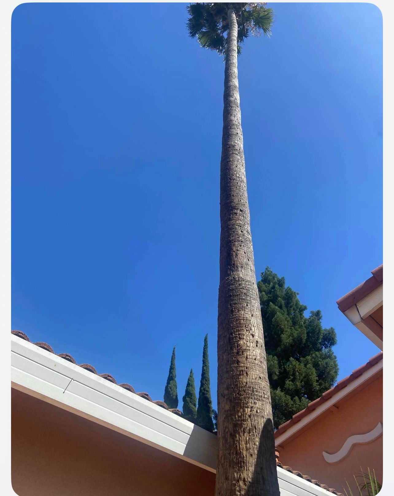All Photos for Sammy's Tree Services in Sacramento, CA