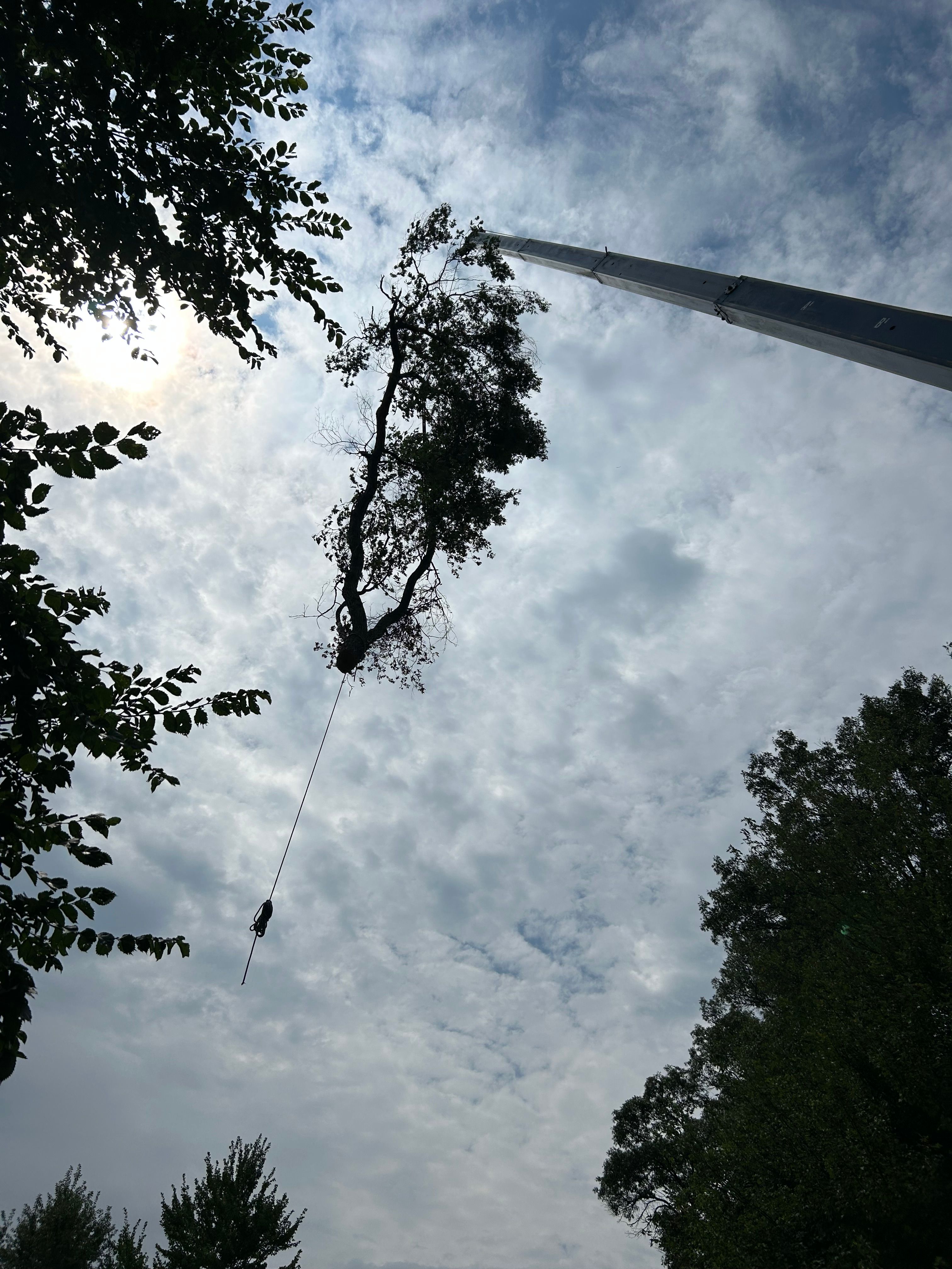 All Photos for Allstate Tree Service in Fridley, MN
