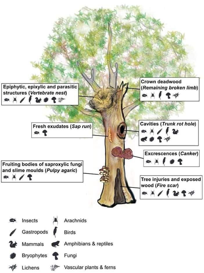  for Servin's Tree Care  in Houston, TX