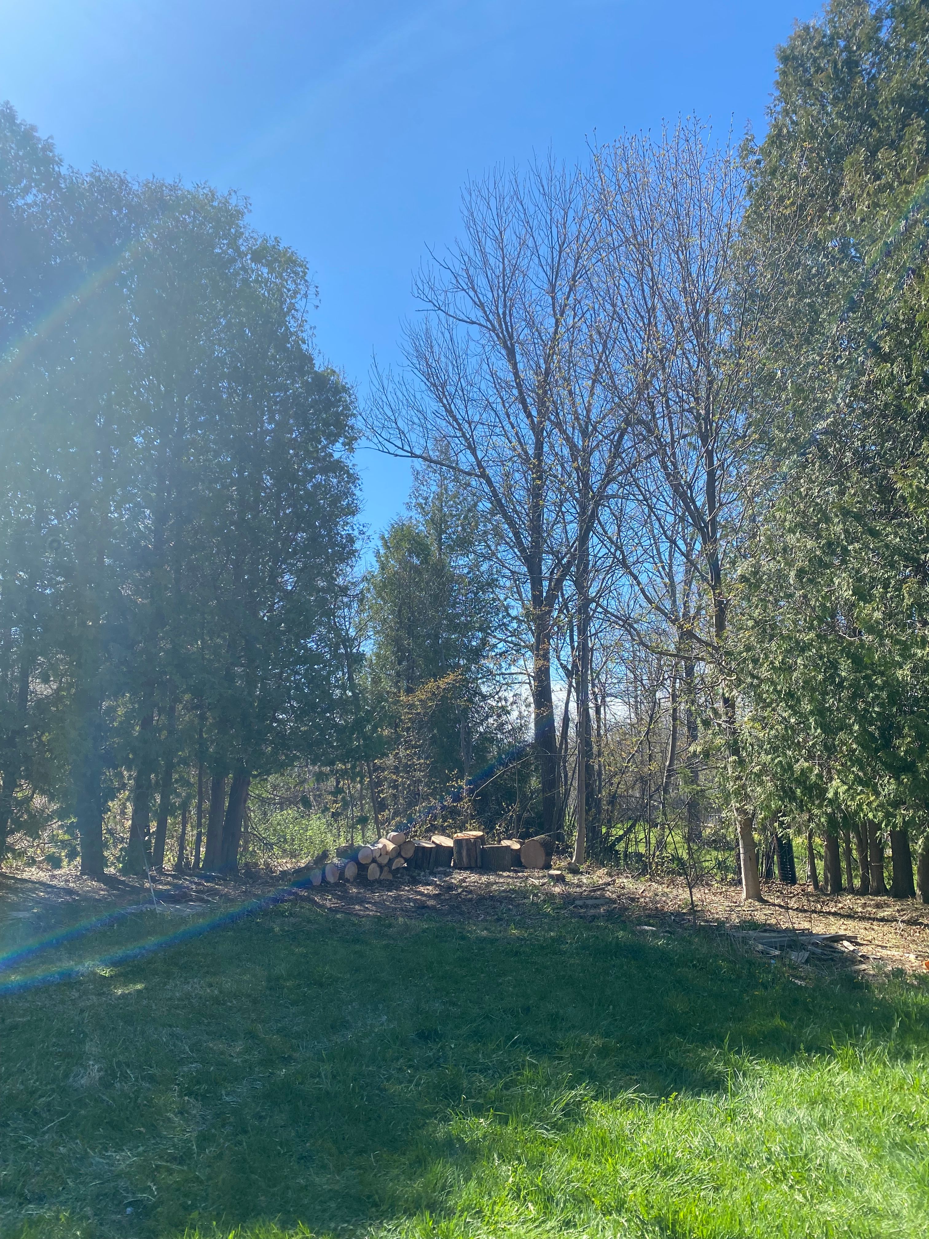 Tree Removal for Bear Creek Tree Service LLC in Rudyard, MI