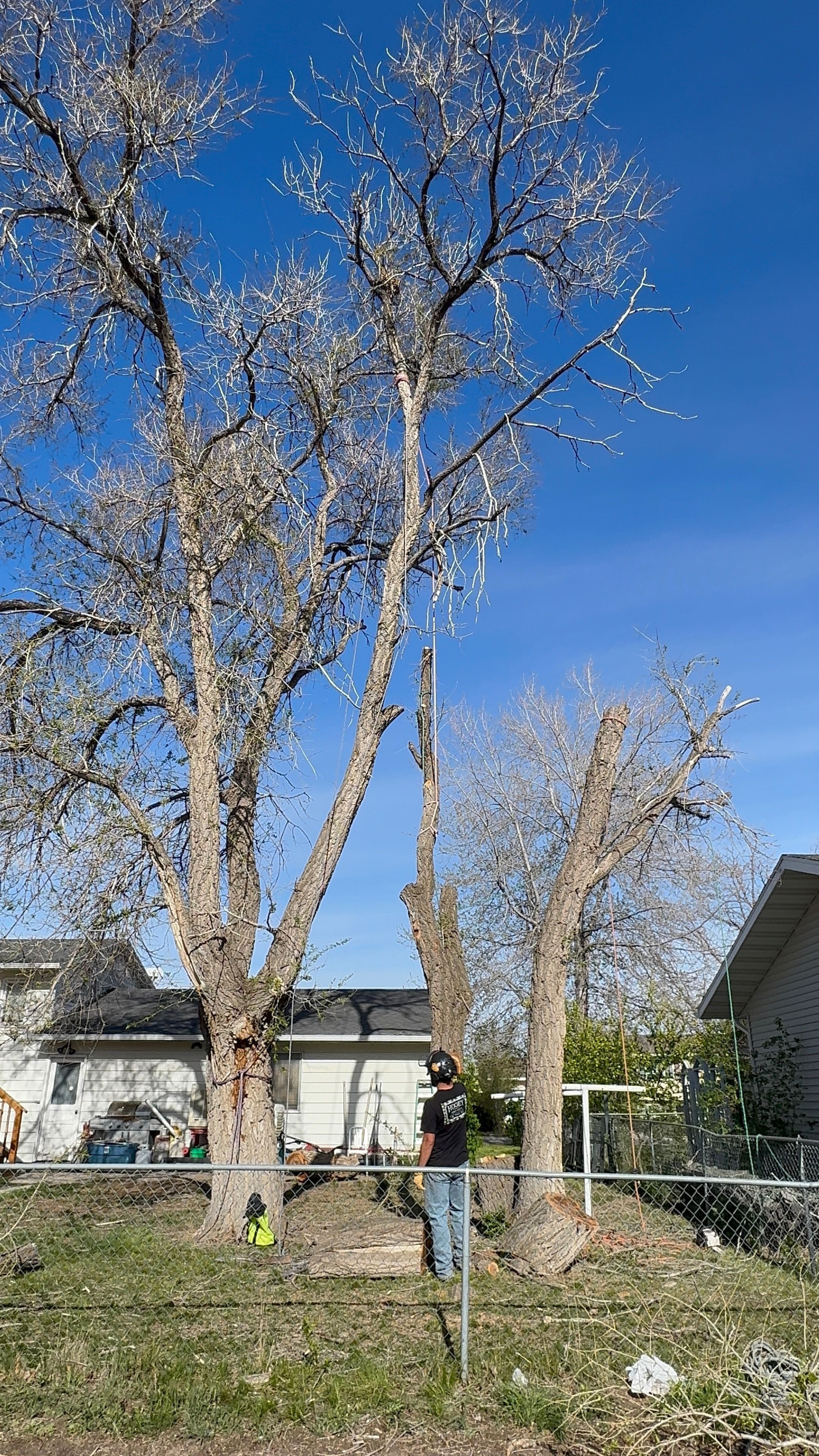  for Elevated Tree Care in Gillette, WY