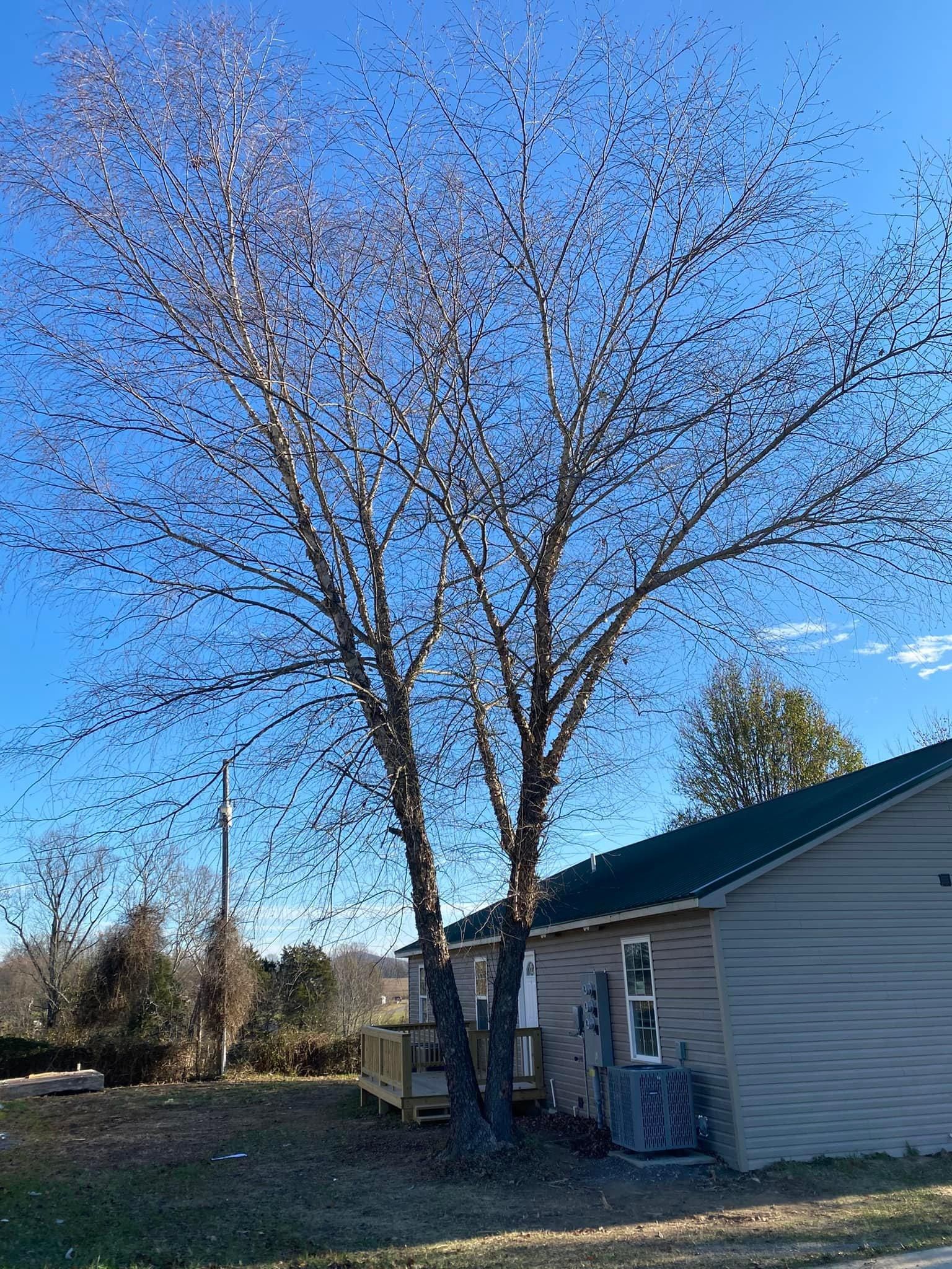 Fall and Spring Clean Up for Atwood’s Tree Care in Liberty,  KY