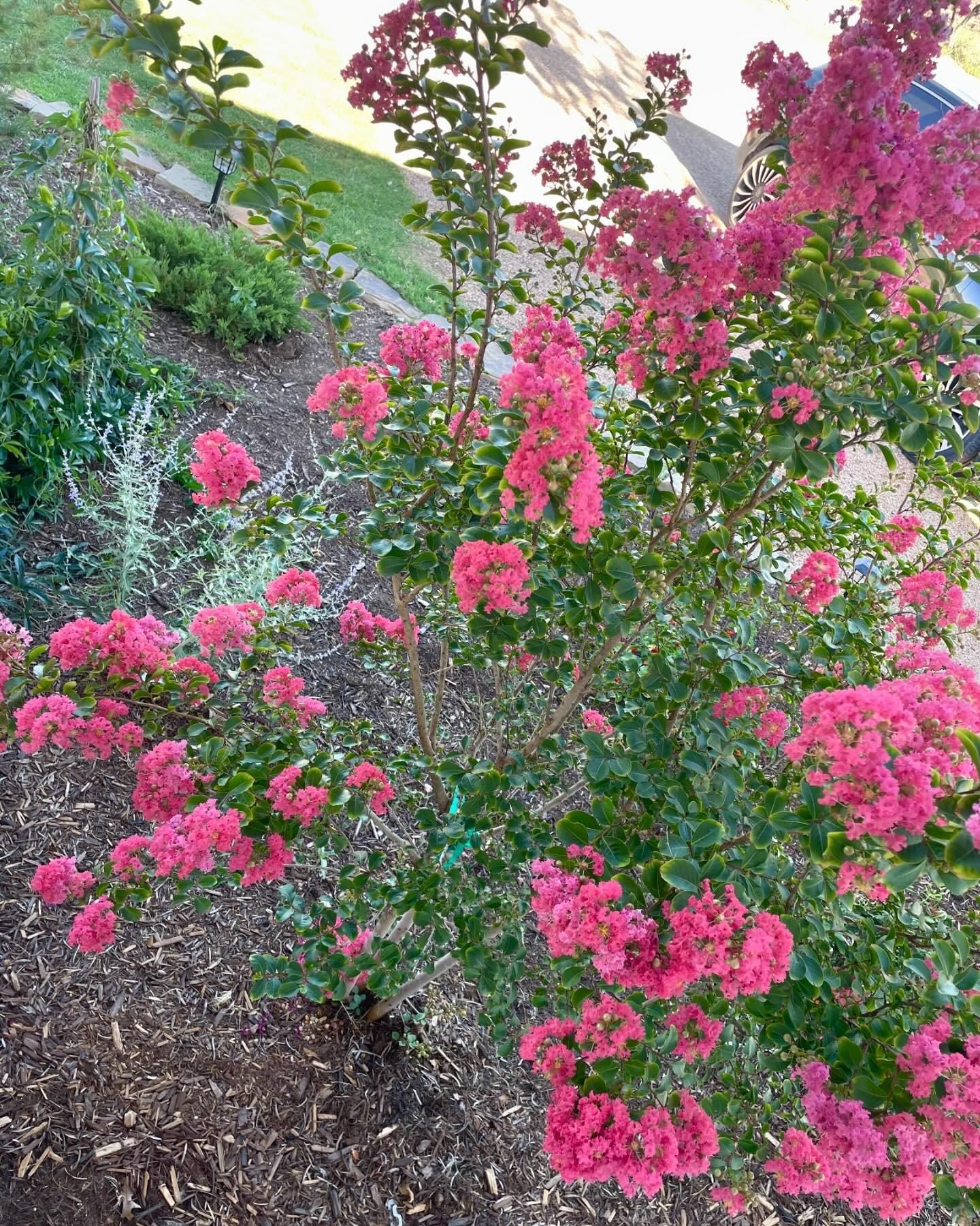 Irrigation Installation for Platinum Landscape Design LLC in San Angelo, Texas