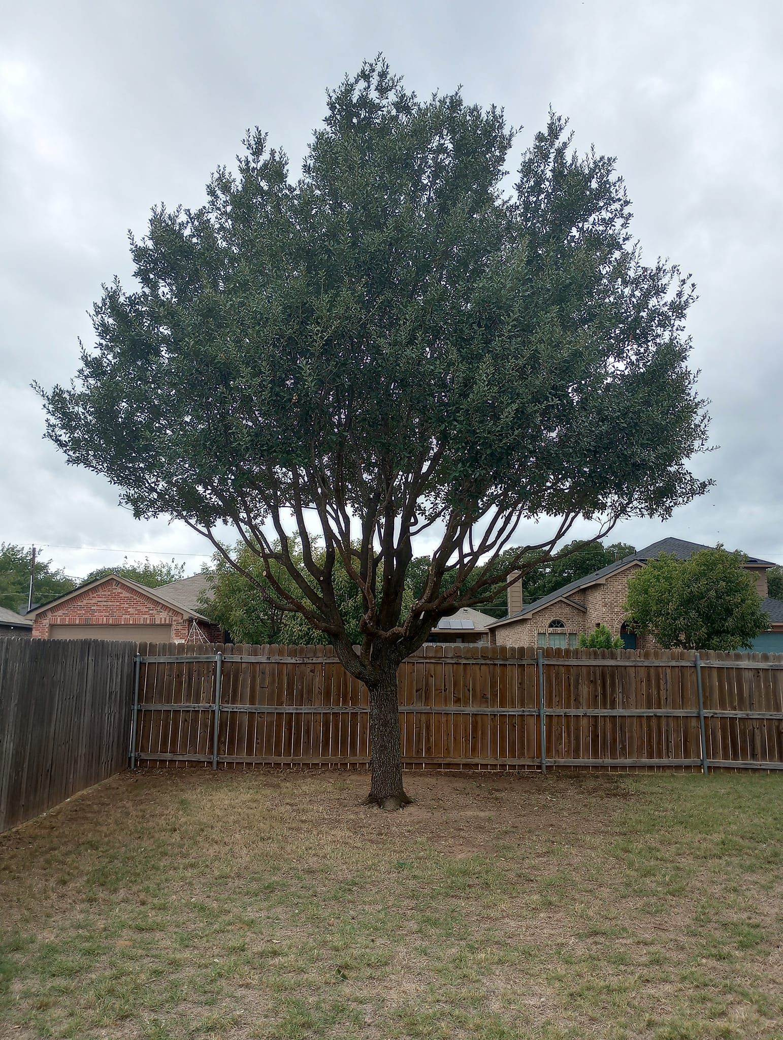 Tree Removal for Marks Tree Service in Fort Worth, TX