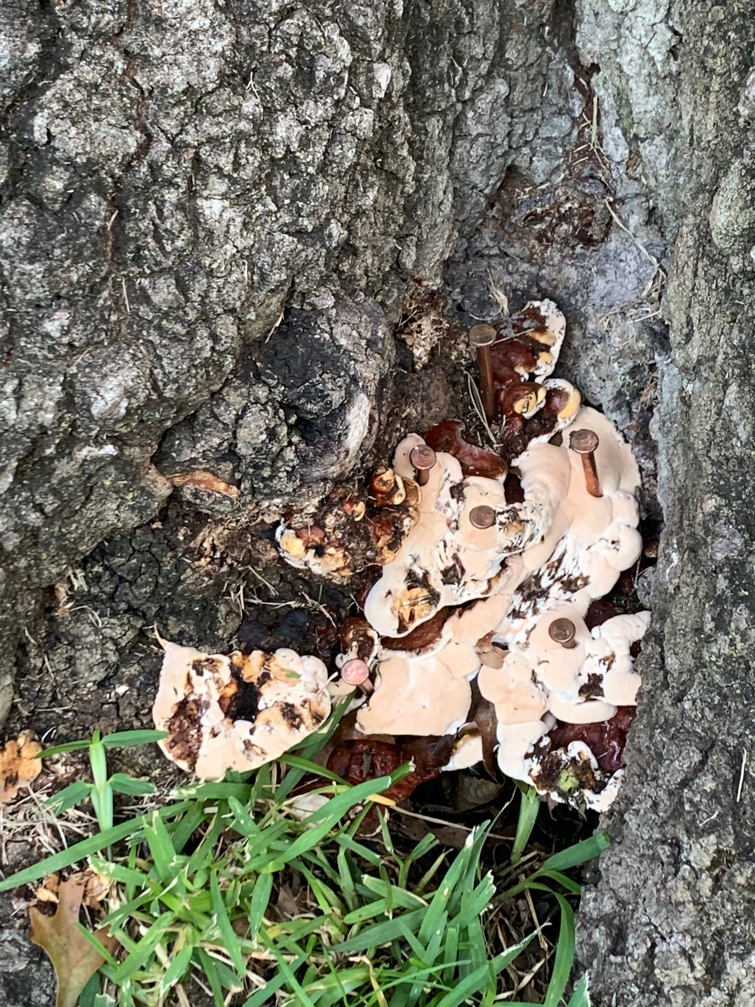 for TLC Professional Tree Service in Bedford, TX
