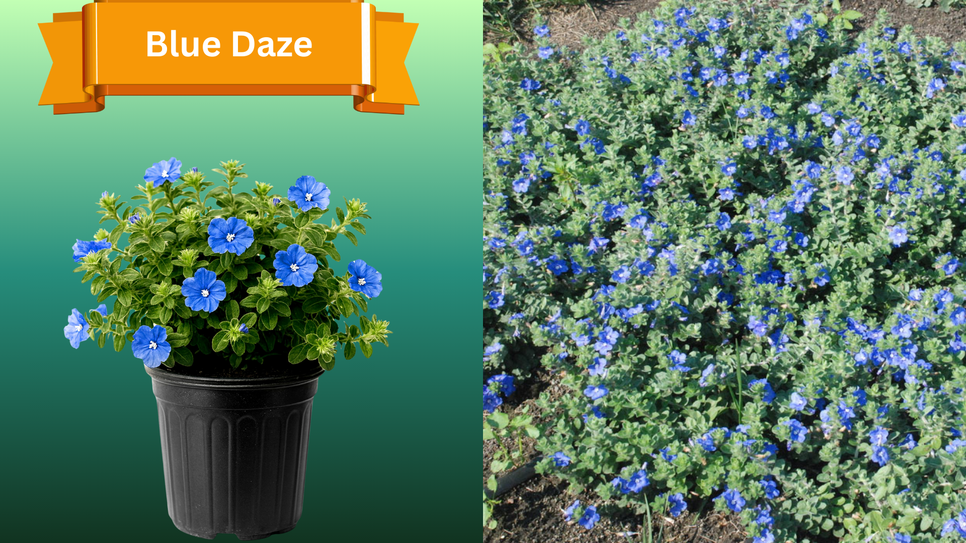  for R.B. & Company in Belleview, FL