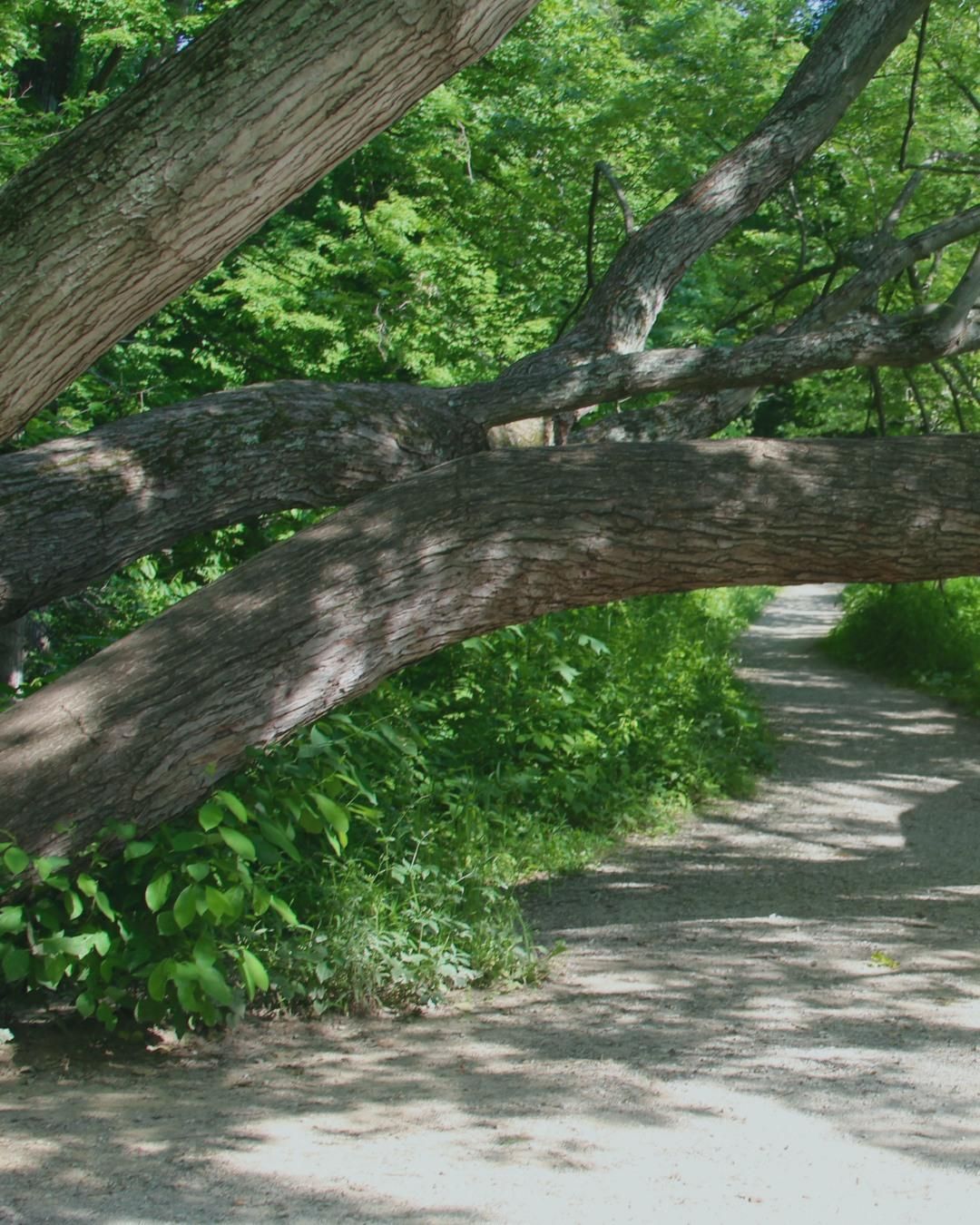 All Photos for Oakwood Tree Removal LLC in Oak Creek,  WI