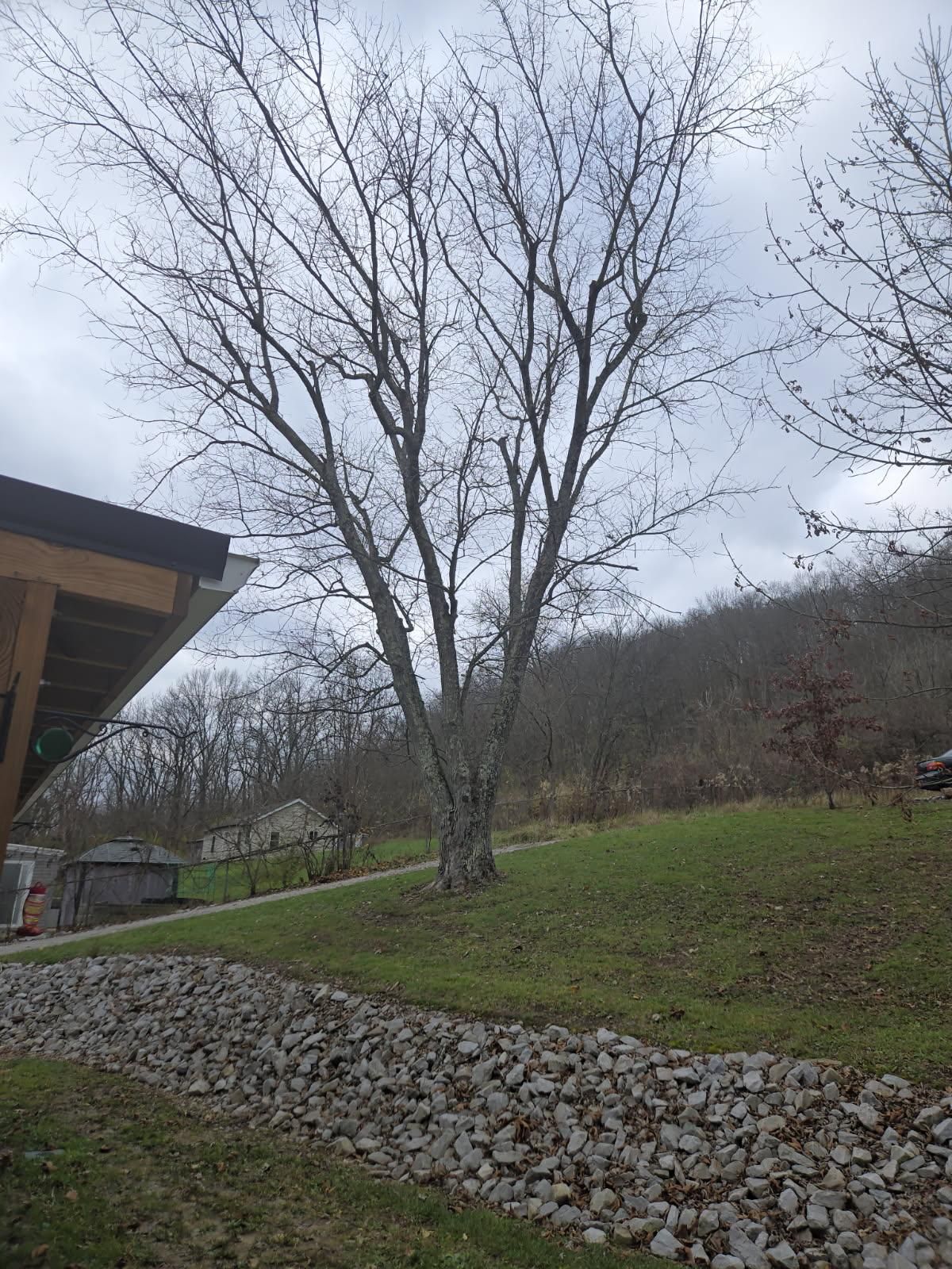  for Kingdom Tree Trimming and Removal LLC in Covington, KY