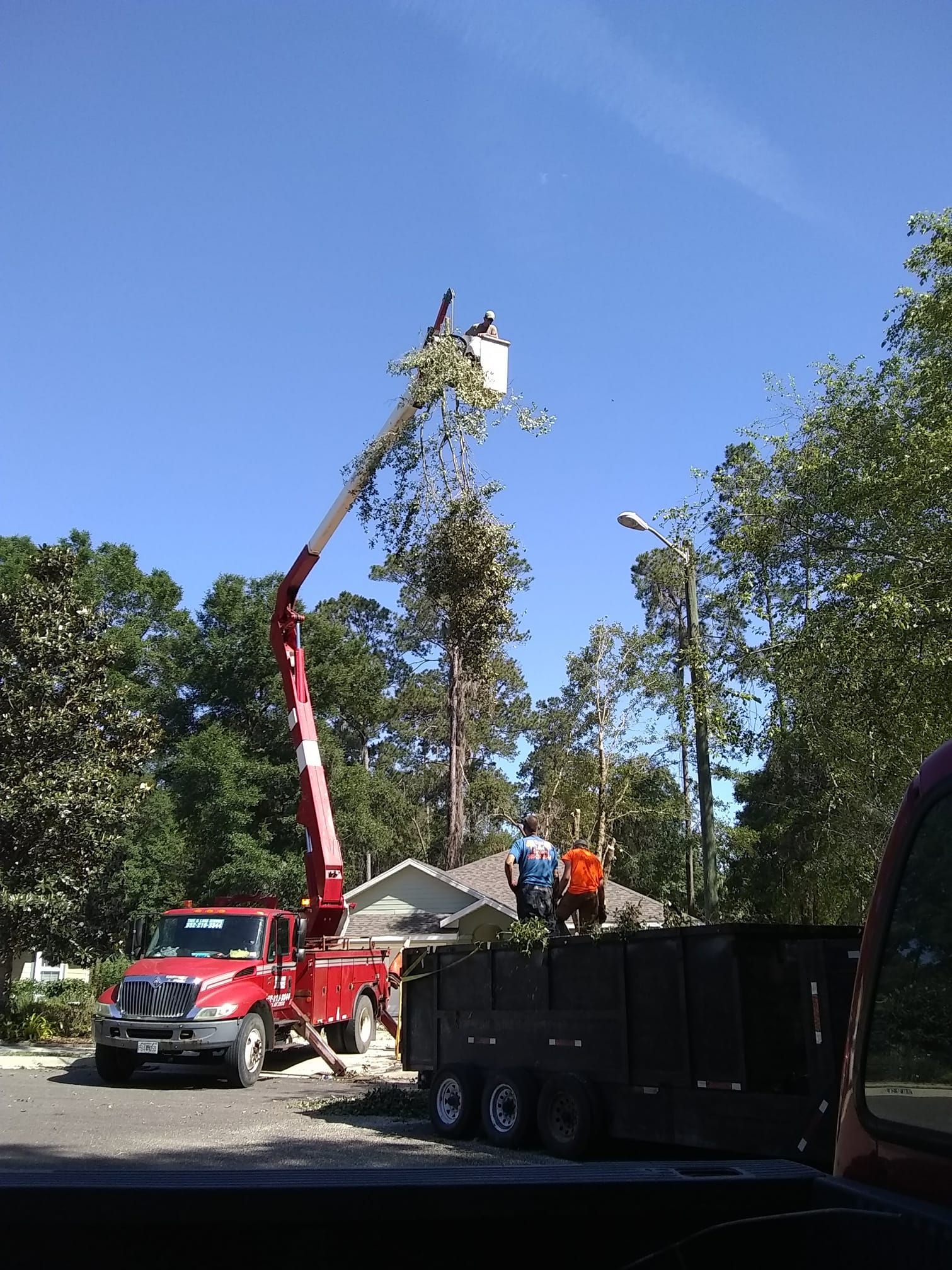 Tree Removal for Asbell's Tree & Land Services in Gilchrist County, FL