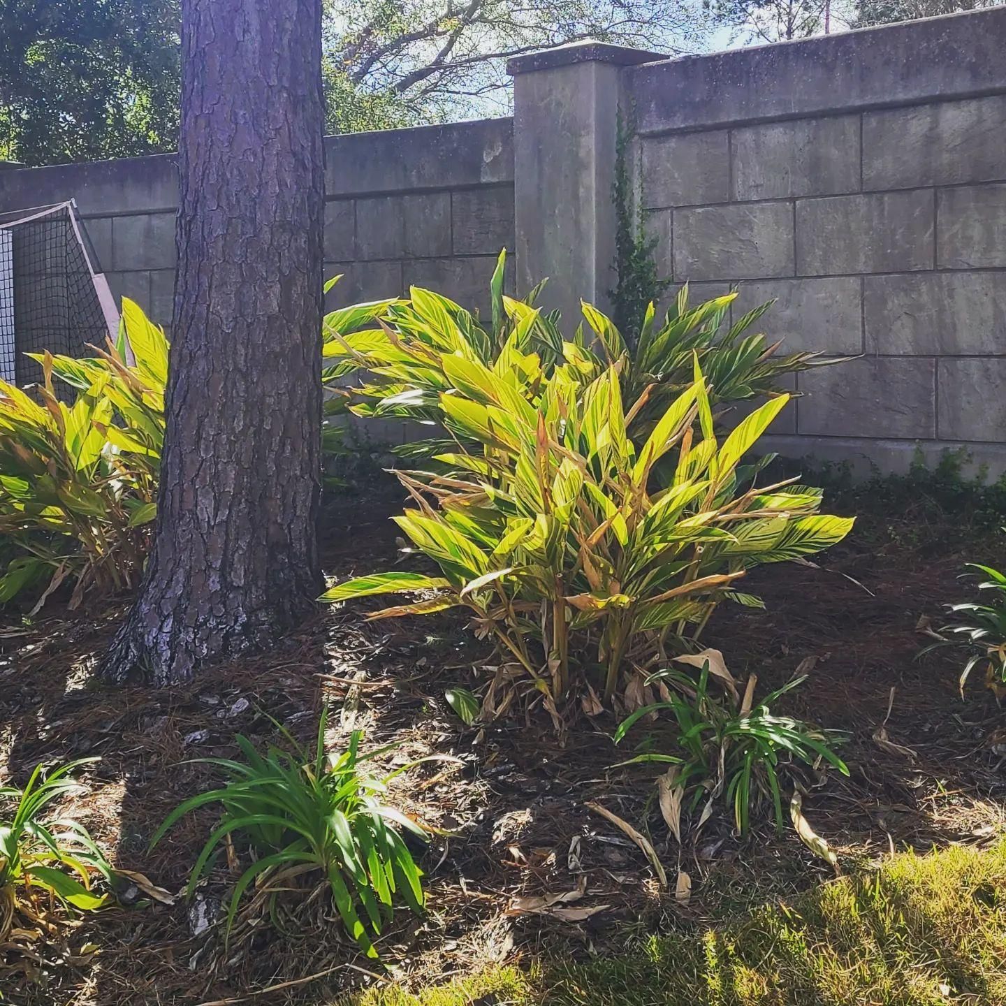  for TopNotch Landscaping Services  in The Villages, FL