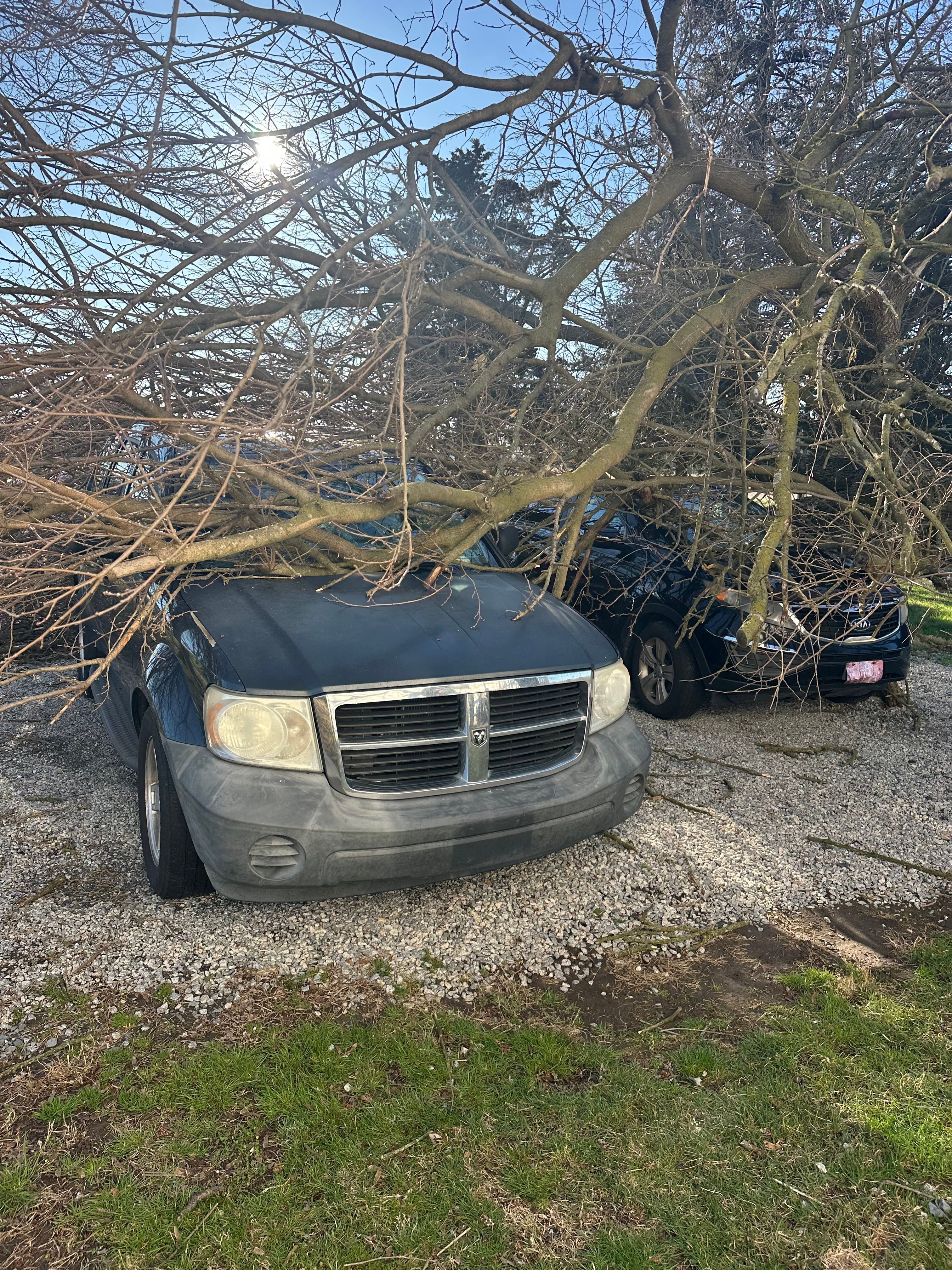  for Loockerman's Tree and Stump Removal in Dover, DE