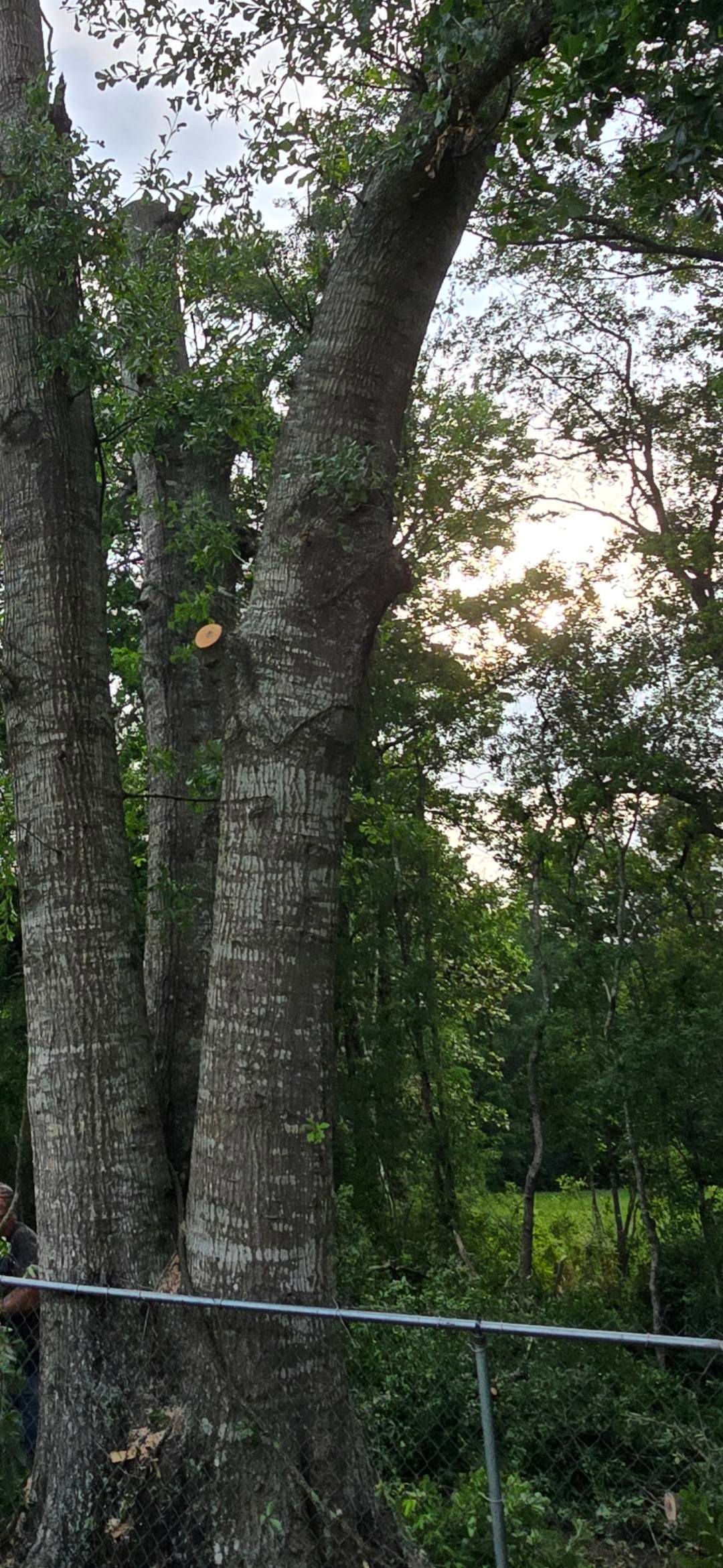  for Breaktime Tree Trimming & Removal in Oakdale, LA