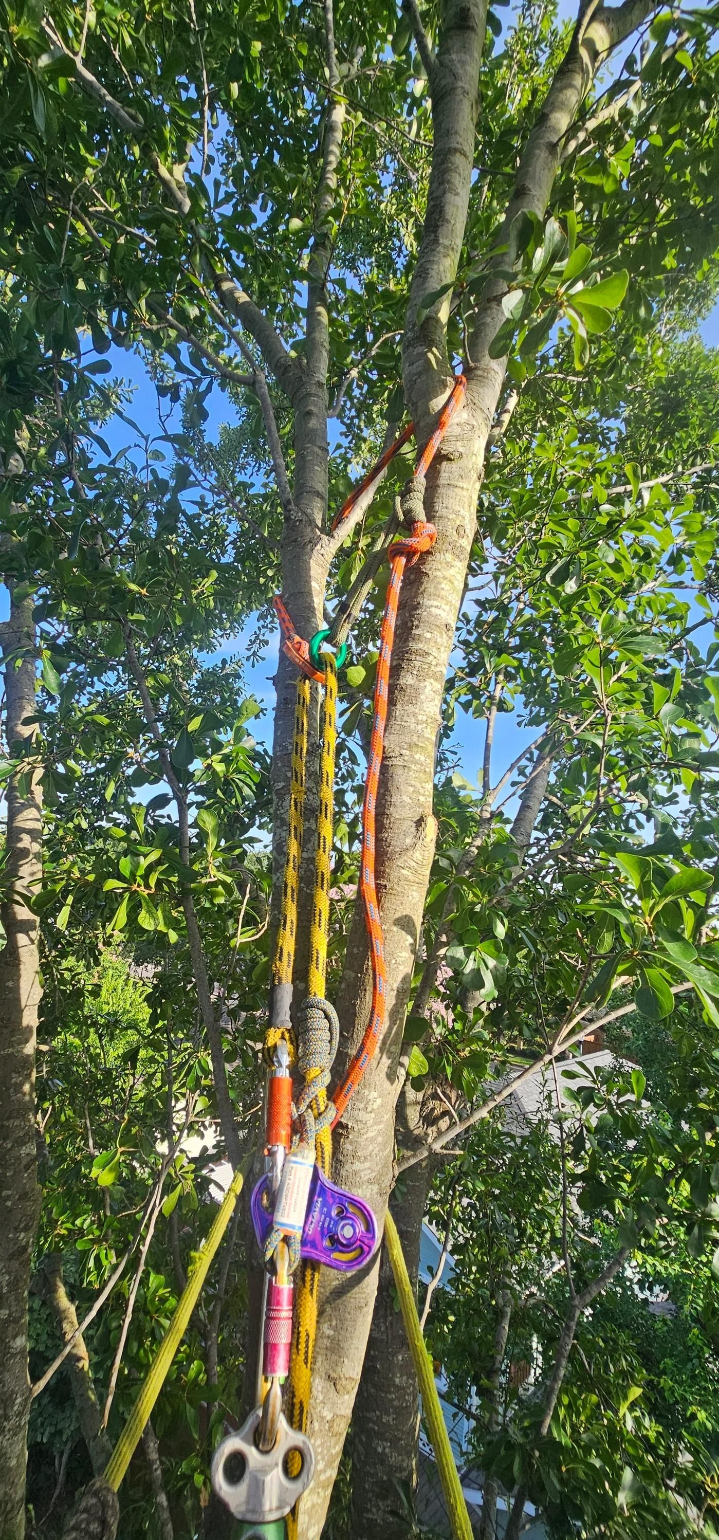 for Servin's Tree Care  in Houston, TX