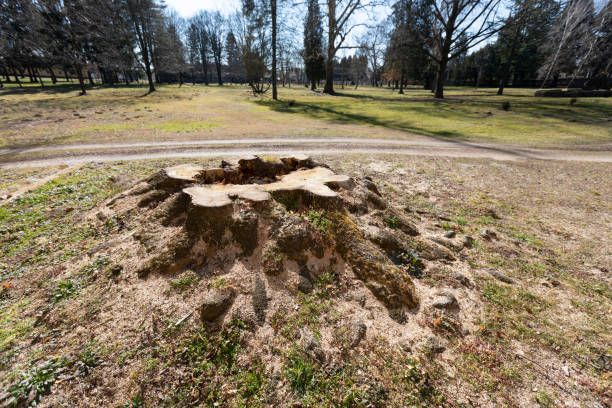 Tree Removal for Tree-B-Gone in Shawano, WI