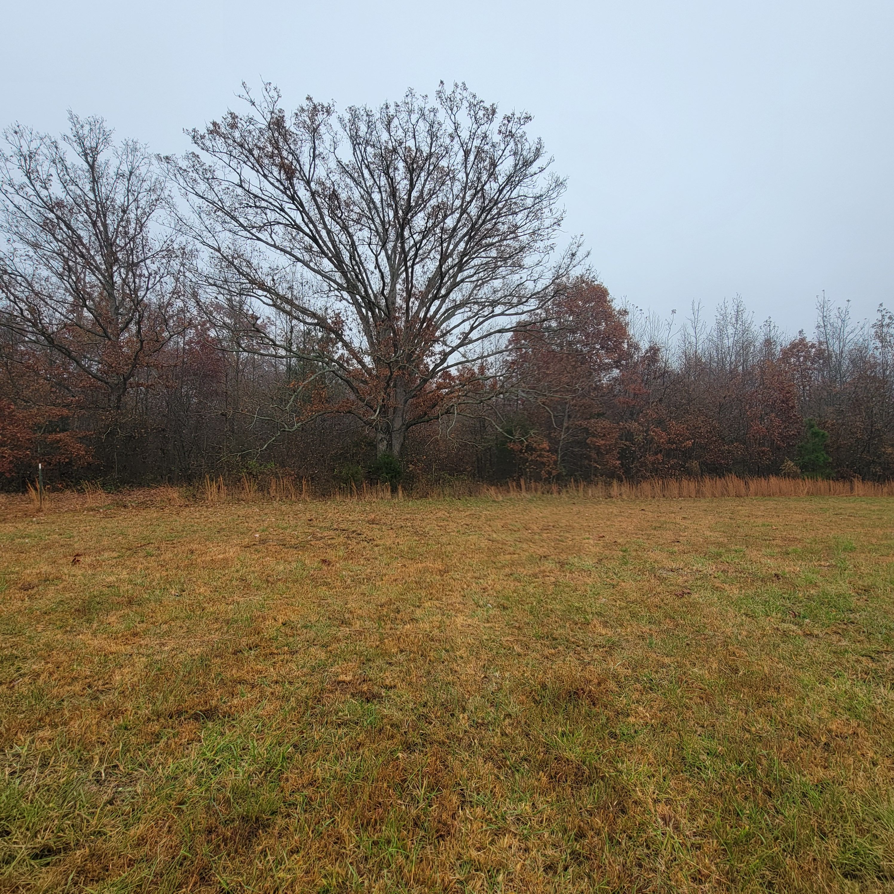  for Z's Land Management & Forestry Mulching in Smithville, TN