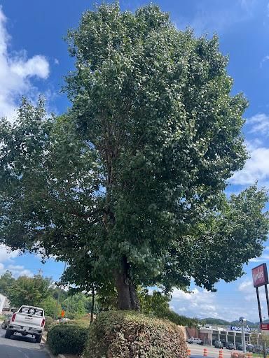  for Ground To Sky Tree Care in Asheville, North Carolina