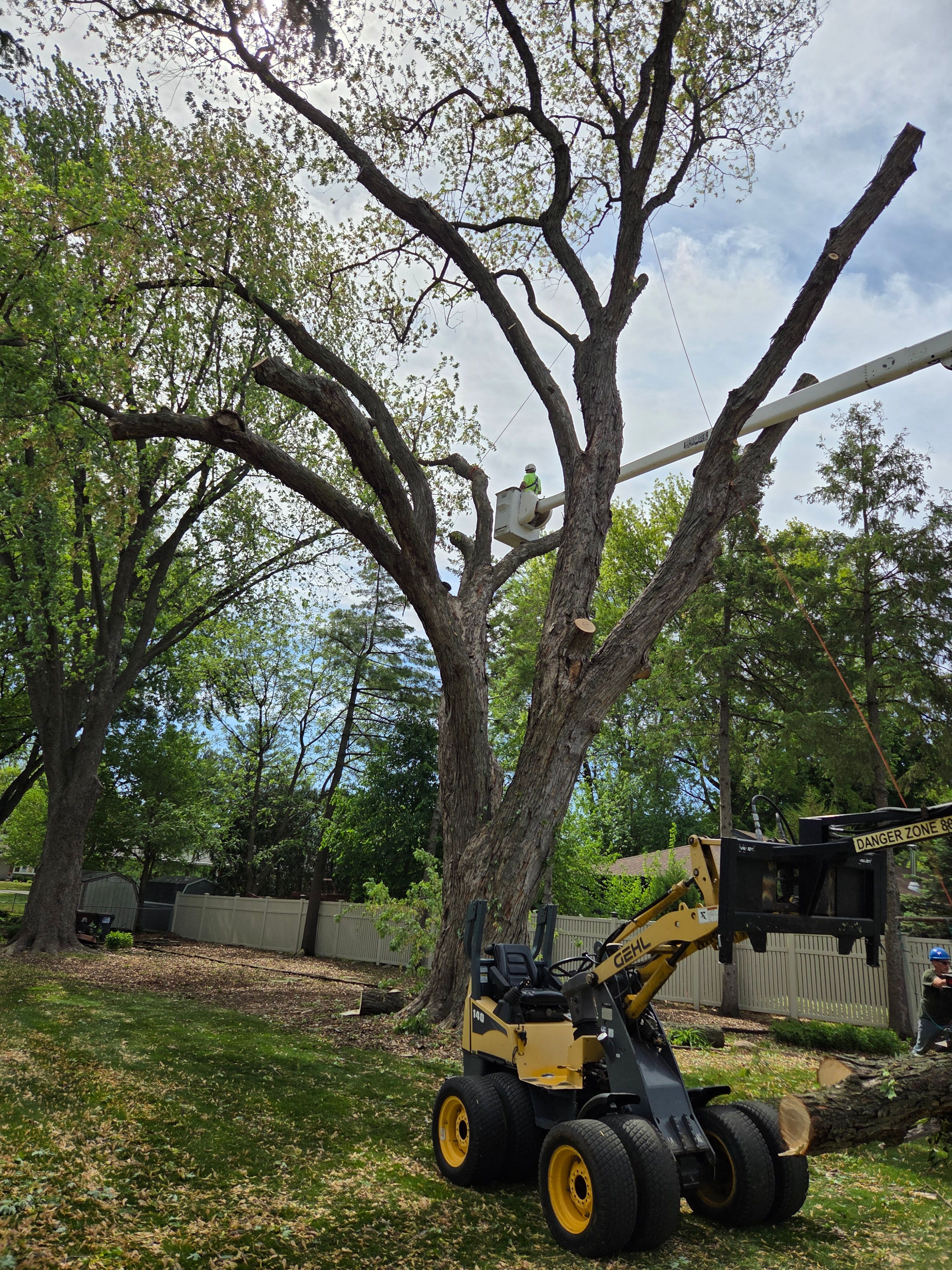 All Photos for O&O Tree Service in Rockford, IL