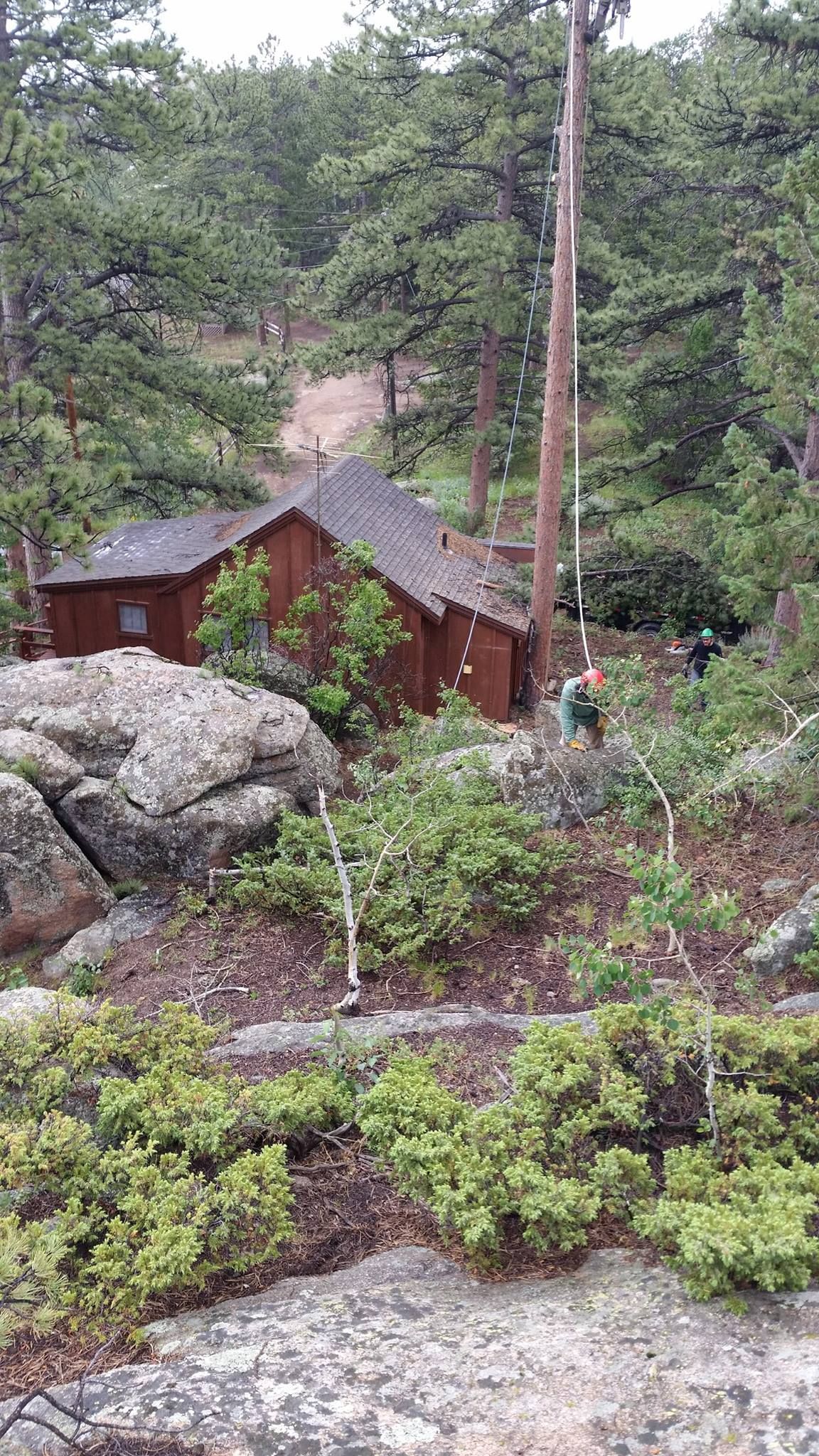 All Photos for Beetle Busters LLC in Centennial, CO