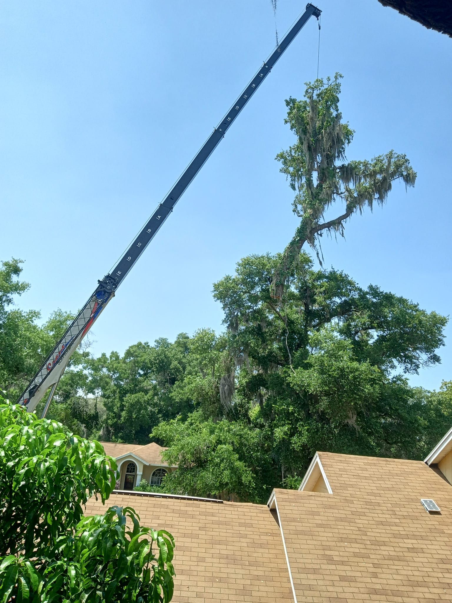  for A Southern Style Tree Service in Orlando, FL
