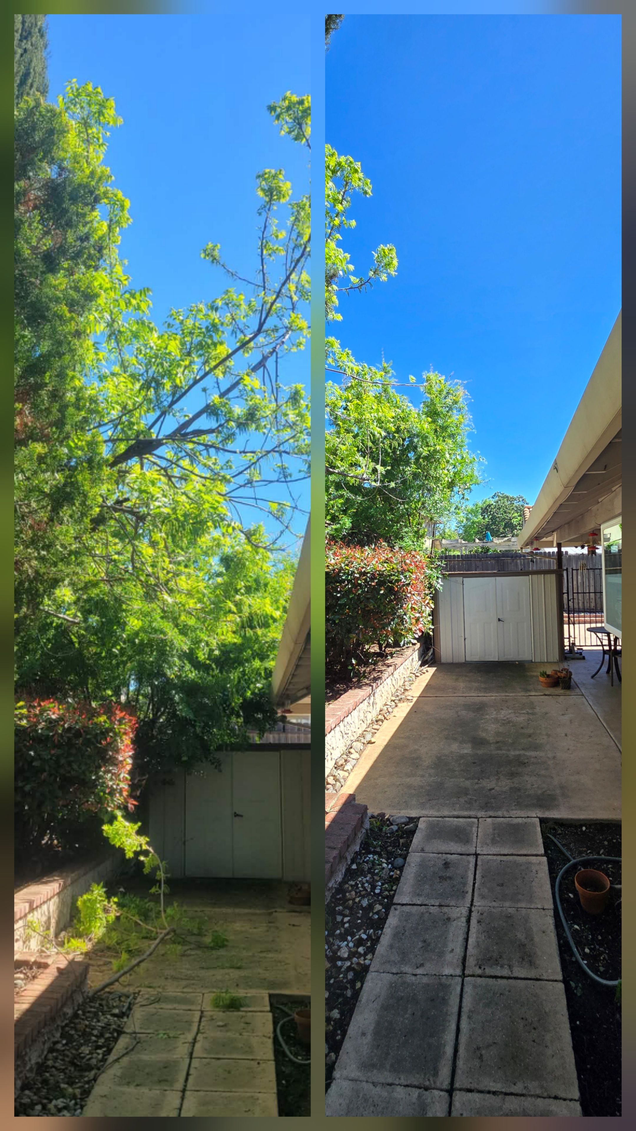  for George Staddan's Professional Tree Care in Placerville, CA