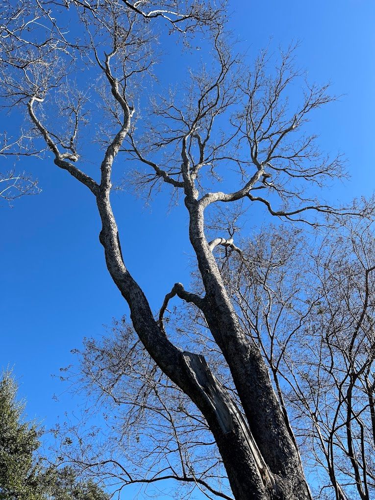  for Imber’s Tree Service LLC in Arlington, TX