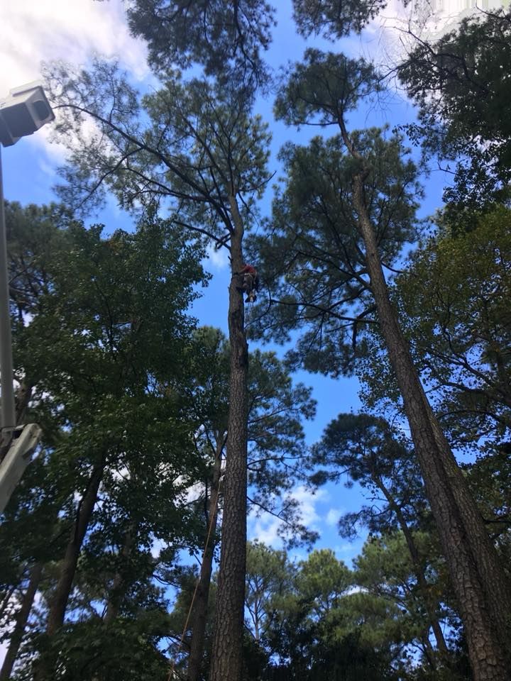  for Leonard’s Tree Service in Toano, VA