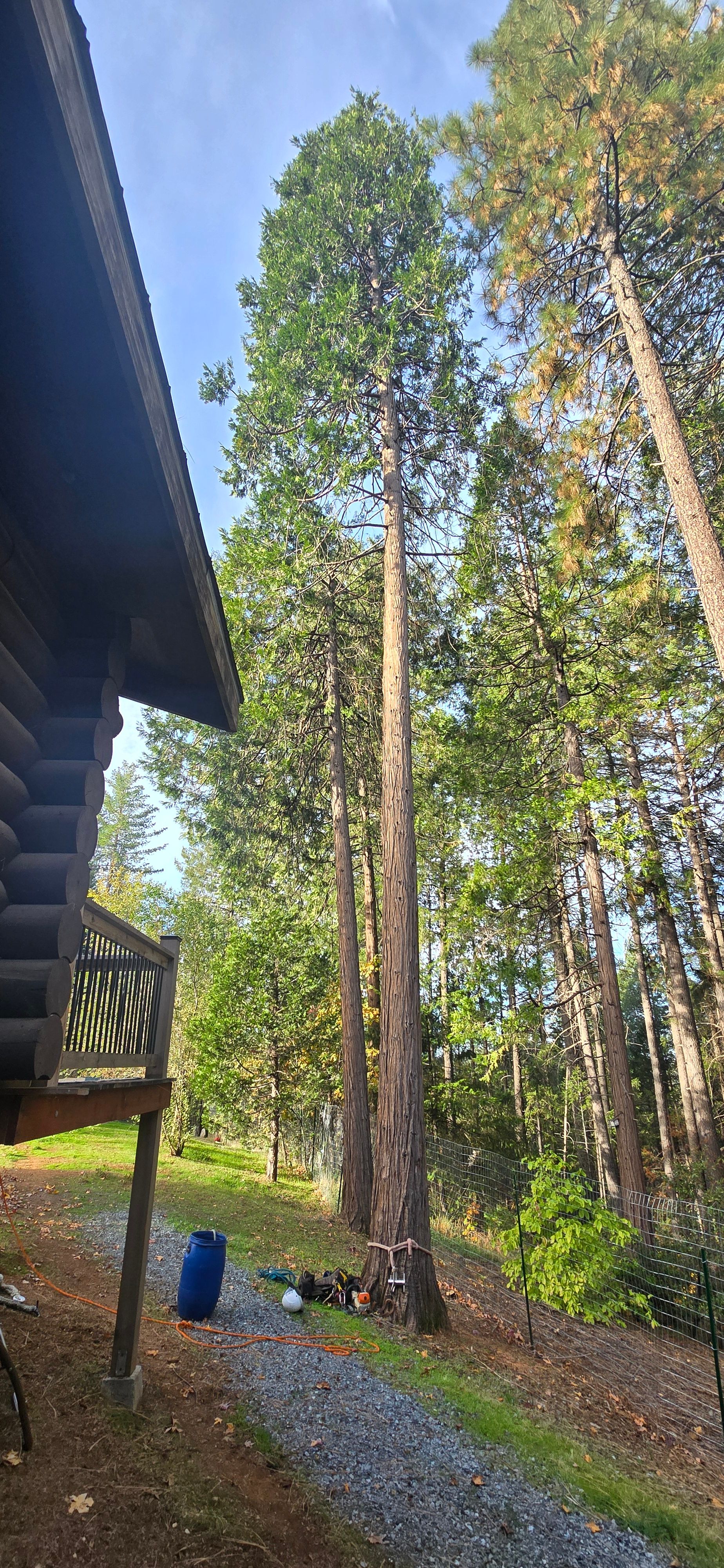  for George Staddan's Professional Tree Care in Placerville, CA