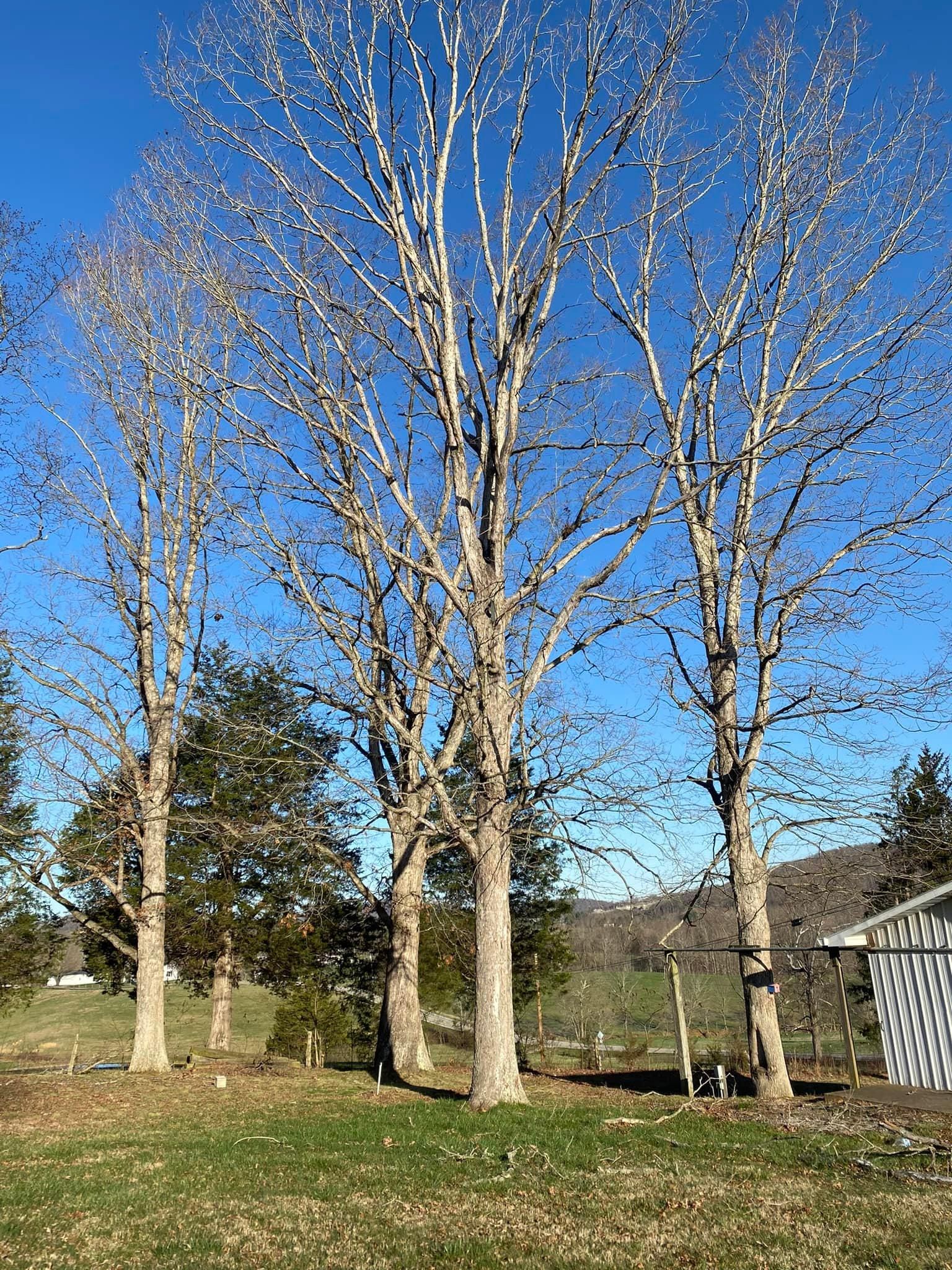 Fall and Spring Clean Up for Atwood’s Tree Care in Liberty,  KY