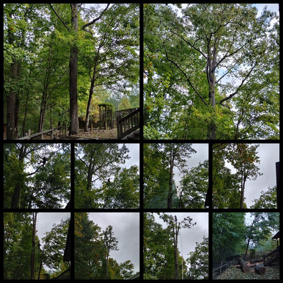  for Wade's Family Tree Service in Townsend, TN