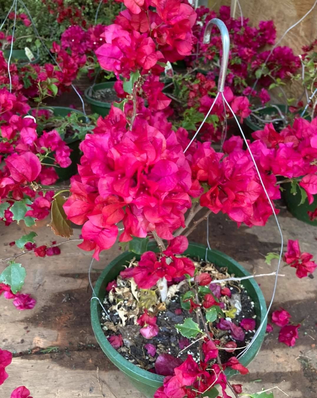 All Photos for S&R Landscaping and Nursery in Charlotte, NC