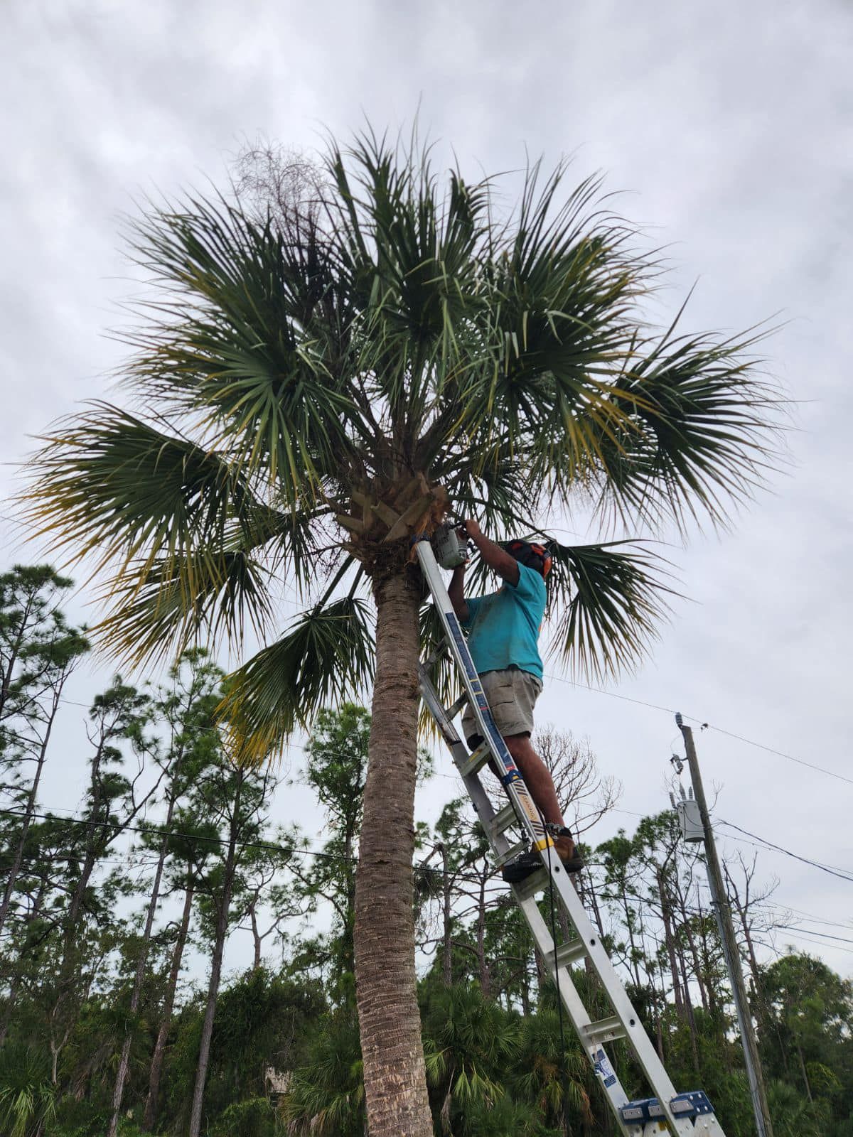  for Nick of Time Tree Service in North Port, FL
