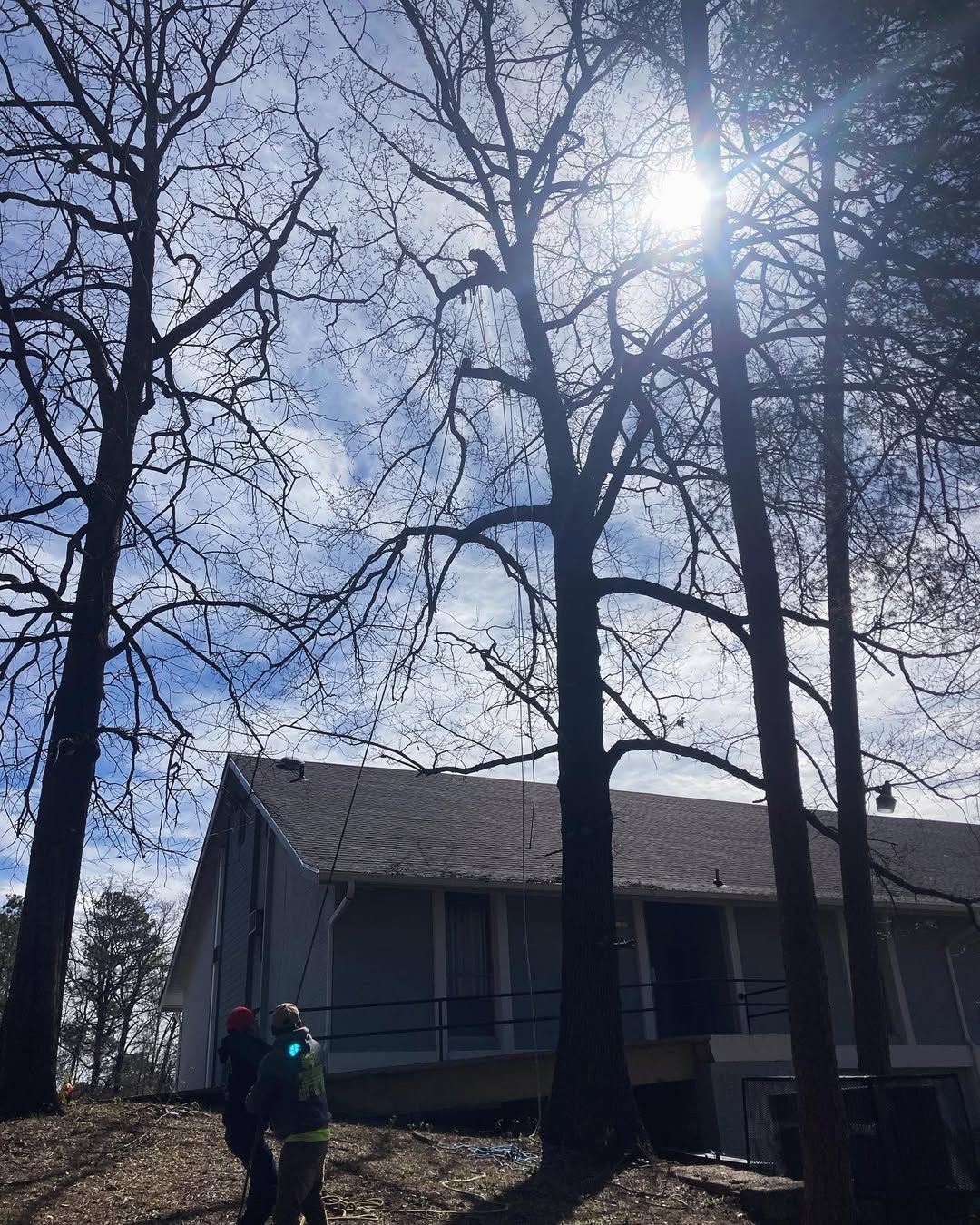  for Kingdom Tree Cuts in Birmingham, AL