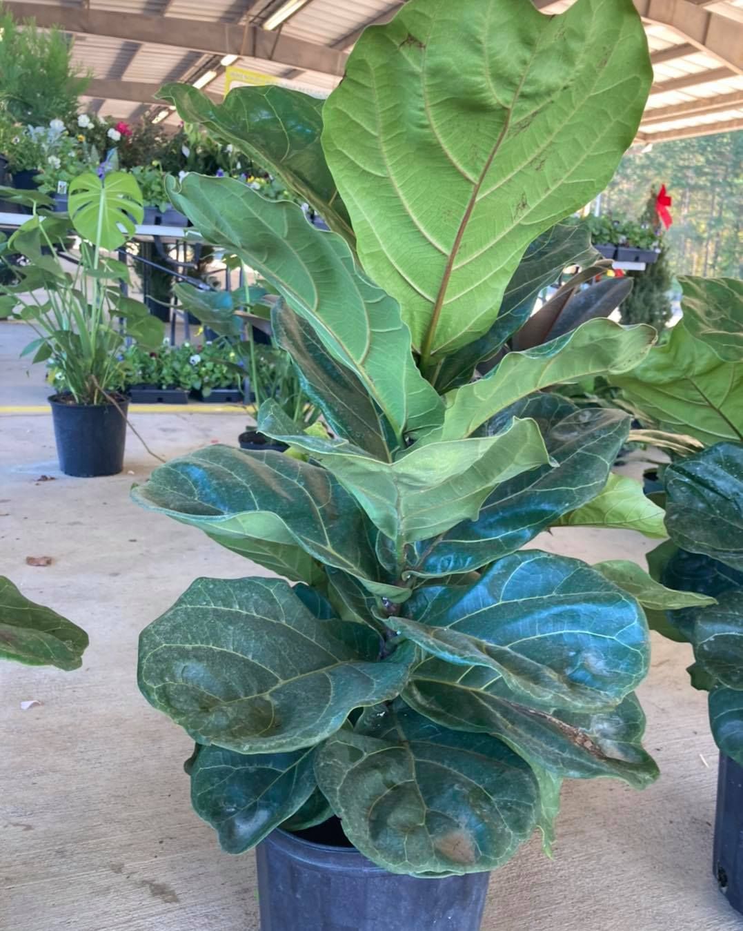 All Photos for S&R Landscaping and Nursery in Charlotte, NC