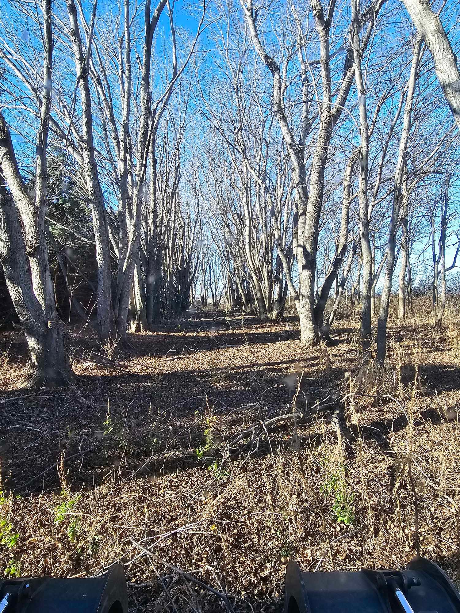  for Tree Tech in Luverne, MN