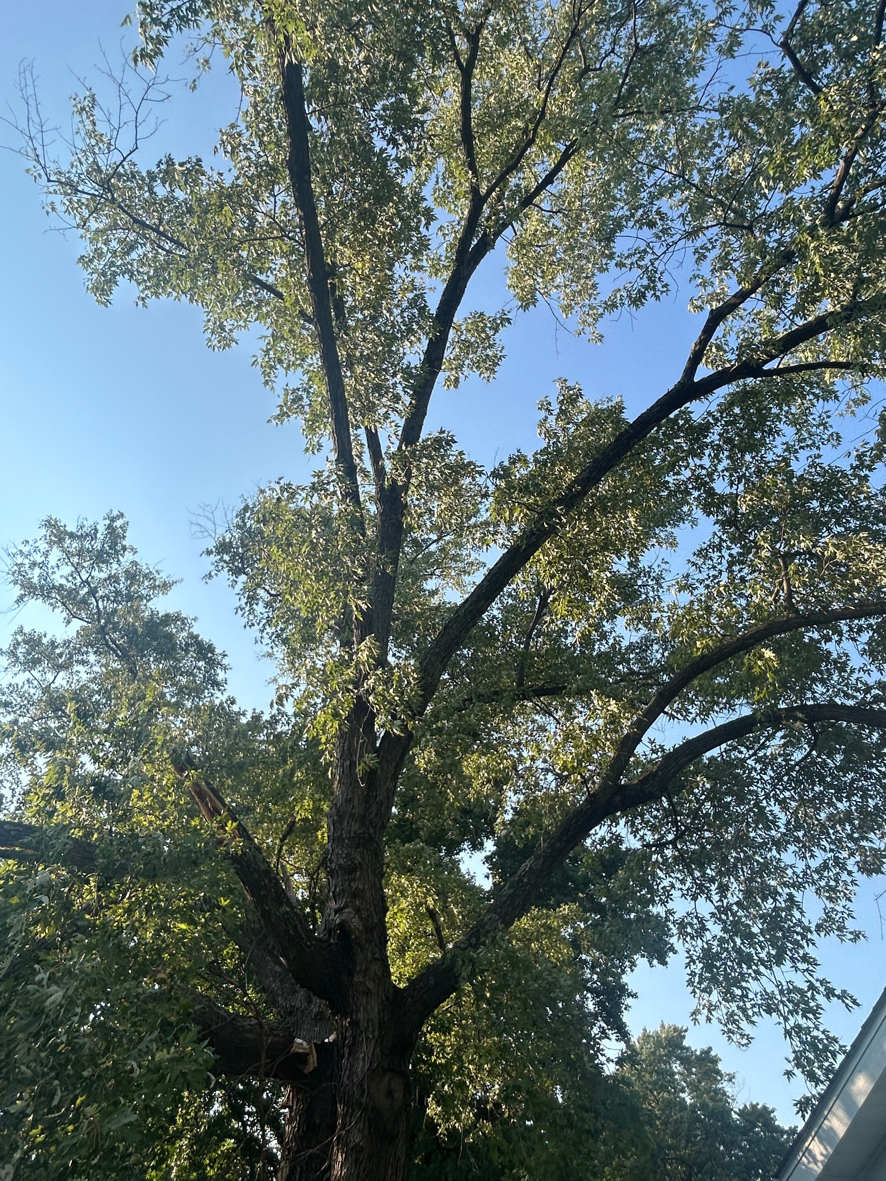  for Stinger Tree Service in Belleville, IL