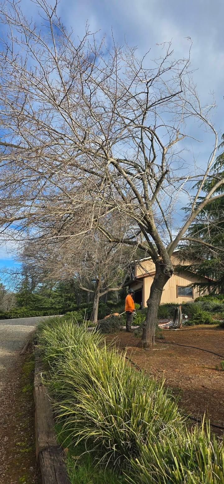  for George Staddan's Professional Tree Care in Placerville, CA