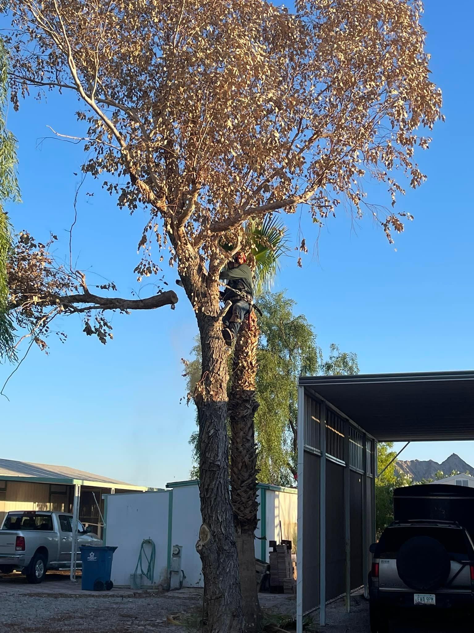  for Oliver L. Palm & Tree services in Yuma County, AZ