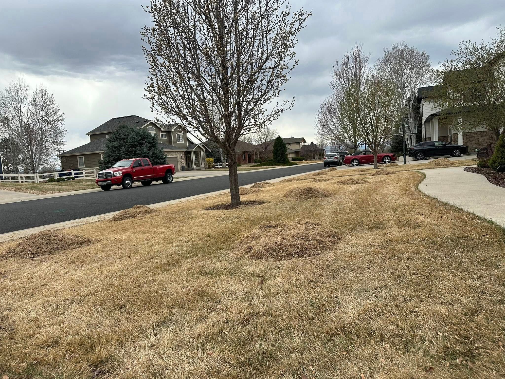All Photos for Manscaped Lawn Care in Firestone, CO