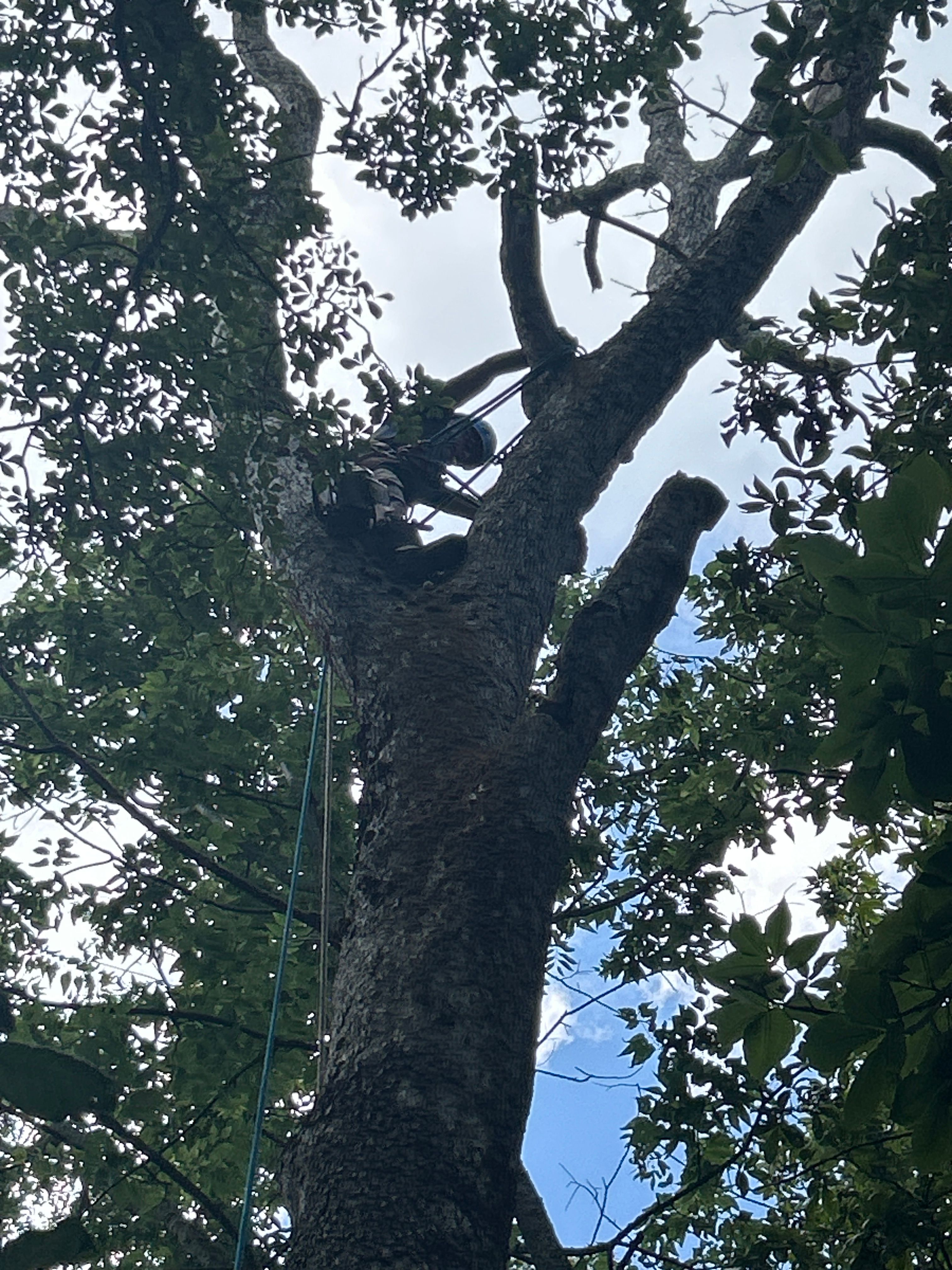  for Stinger Tree Service in Belleville, IL