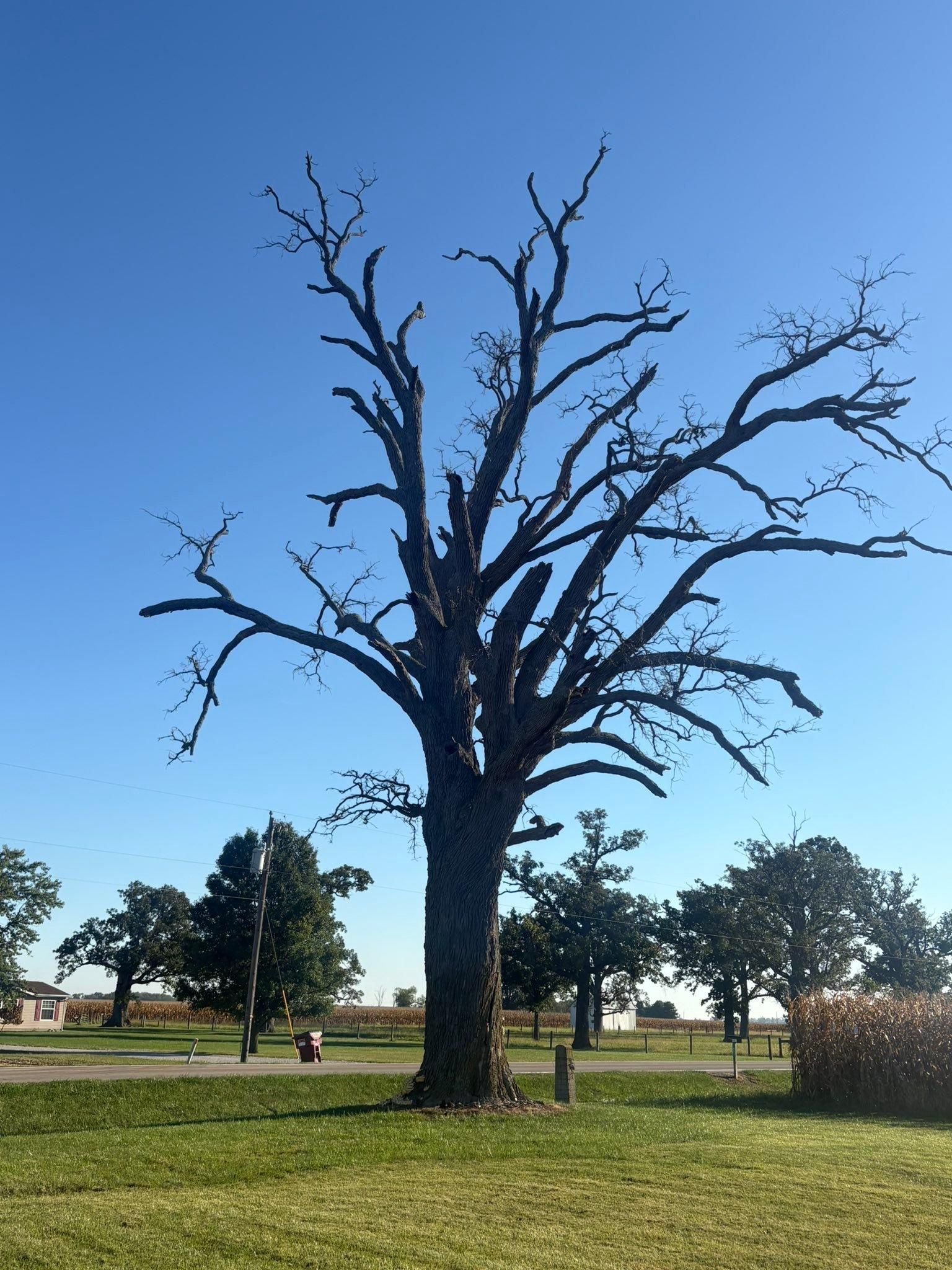  for Dig-It Tree Company in , 