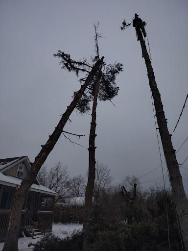  for Dan's Tree Service LLC in Bemidji, MN