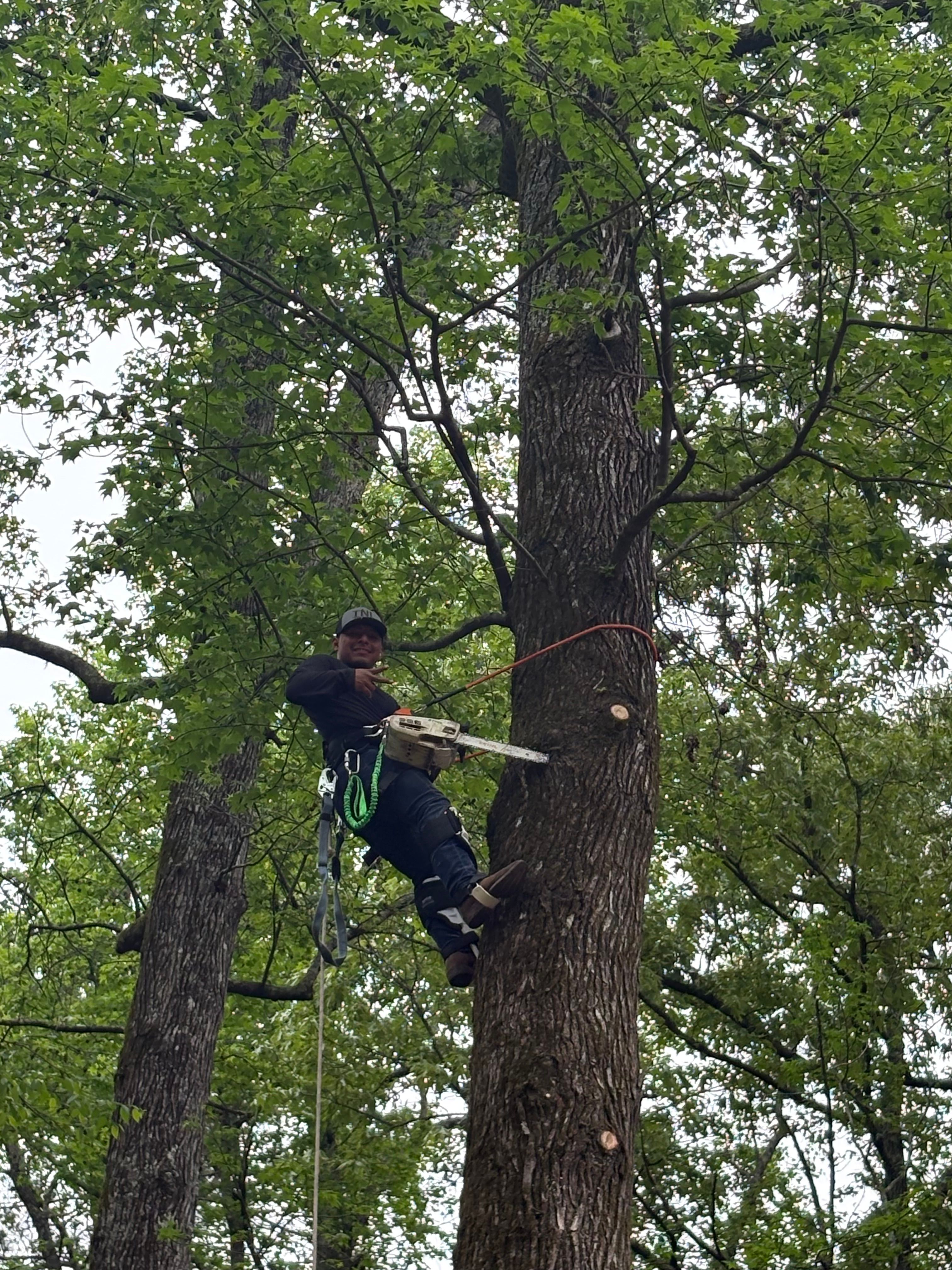 for T N L - Tree and Land Service in Reynolds, GA