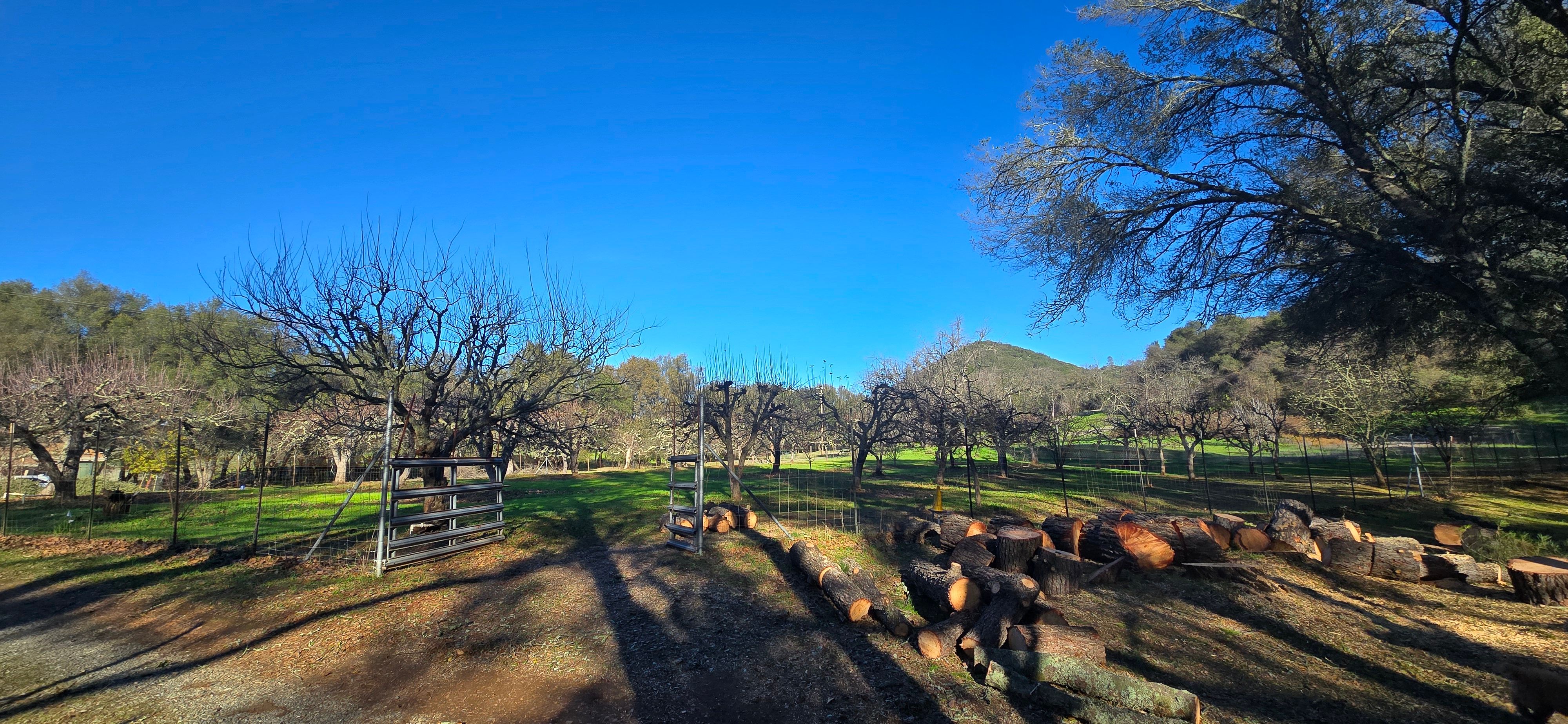  for George Staddan's Professional Tree Care in Placerville, CA