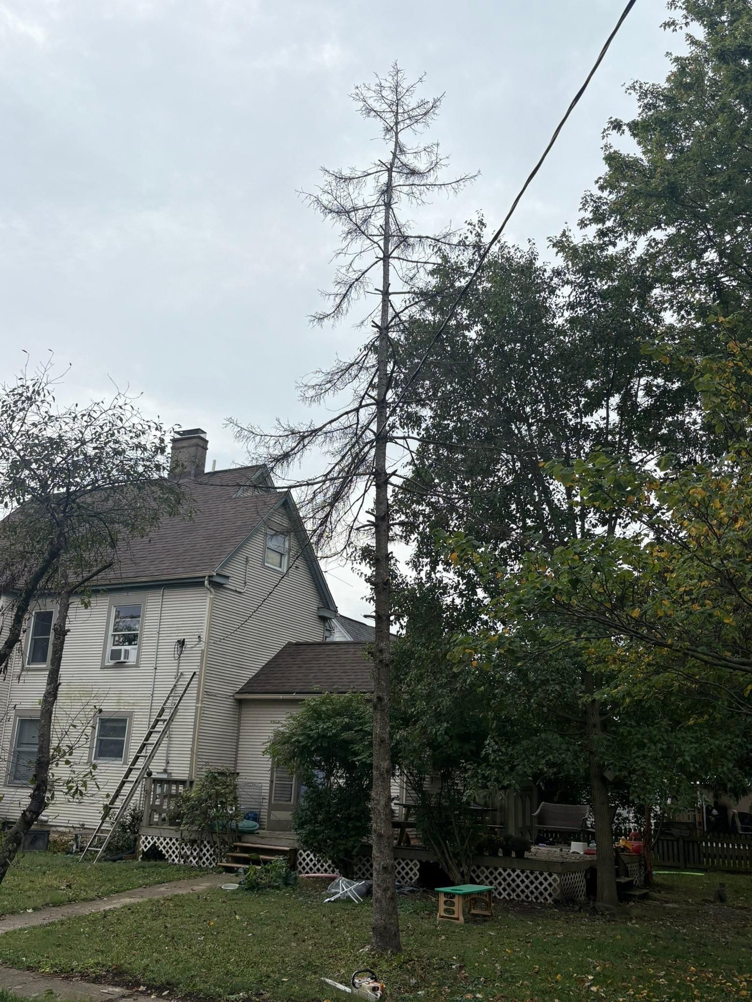  for Dig-It Tree Company in , 