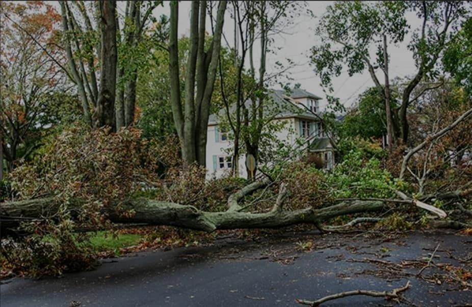  for DNA Tree Service in Birmingham, AL