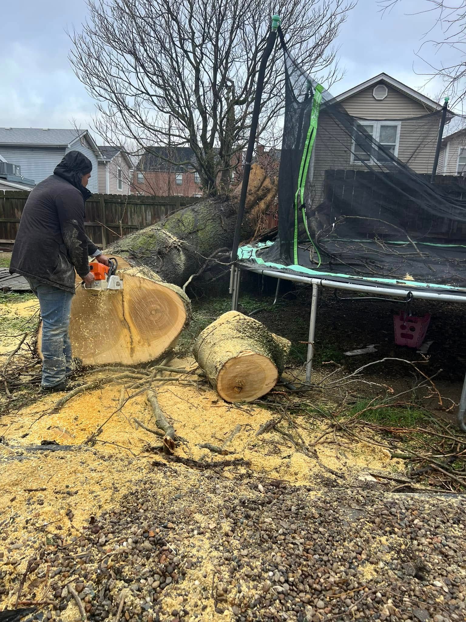  for La Fountain Tree Service in Louisville, KY